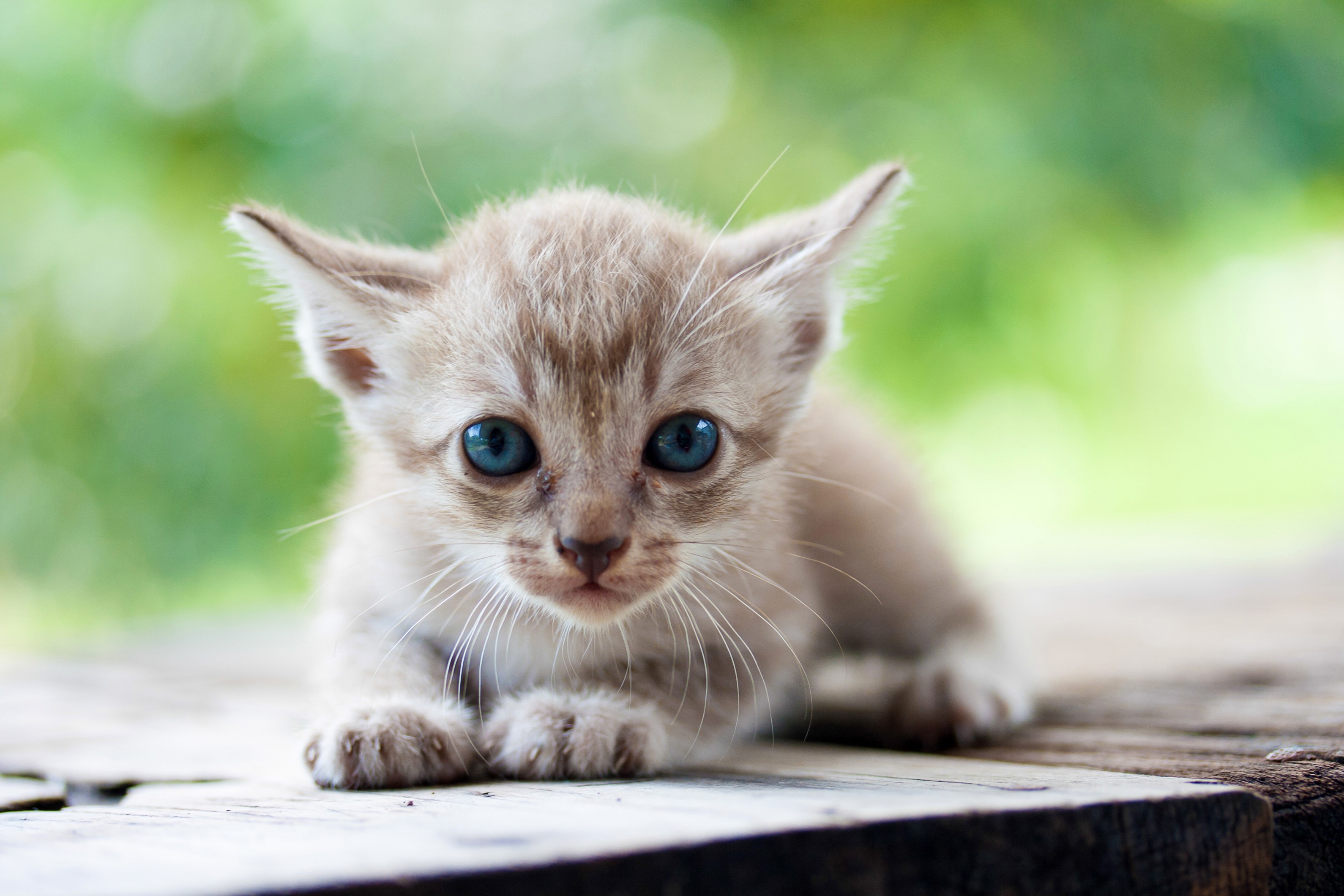 Kitten with blue eyes looking forward HD Wallpaper