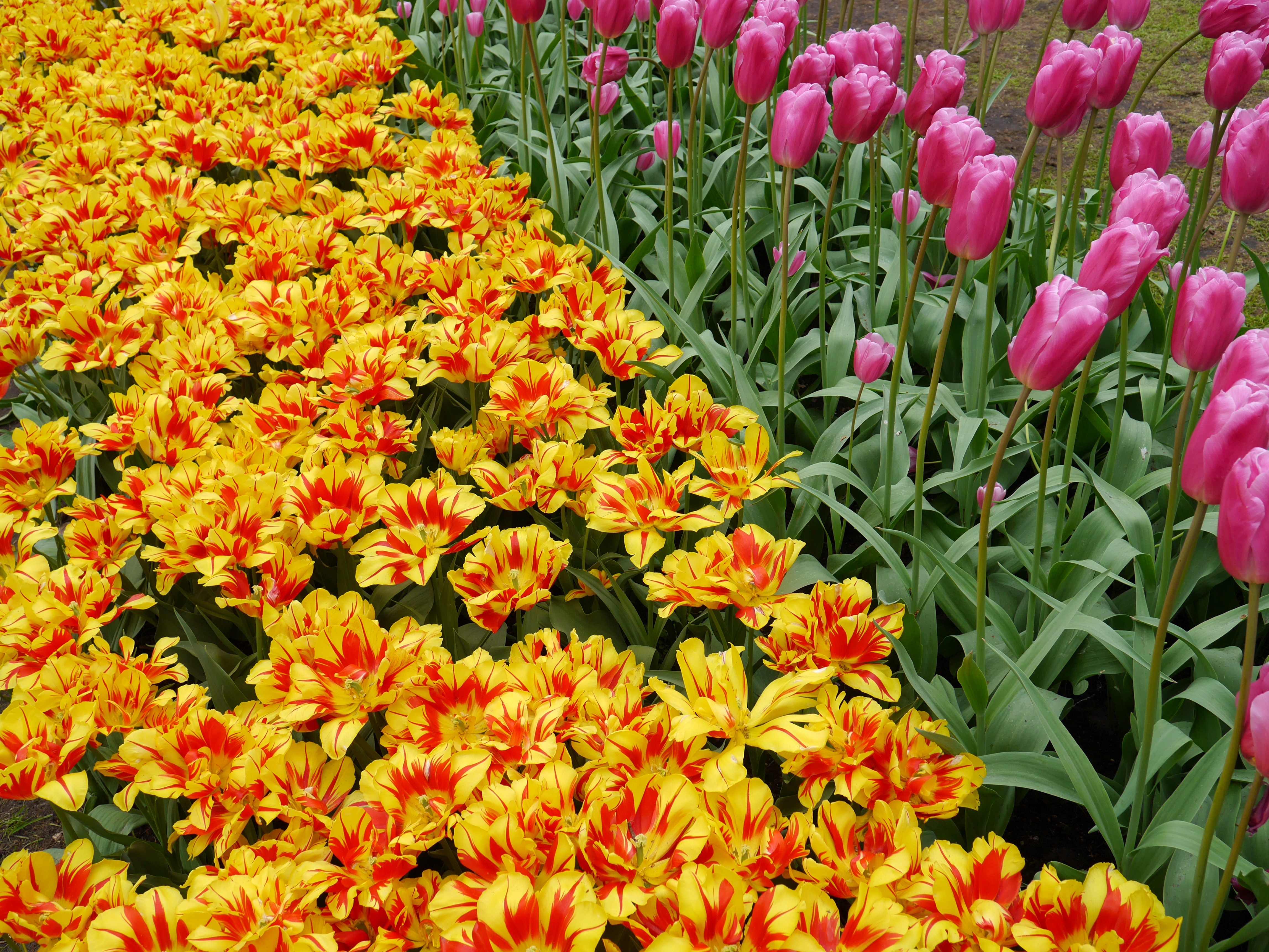 4K Tulips HD Wallpaper