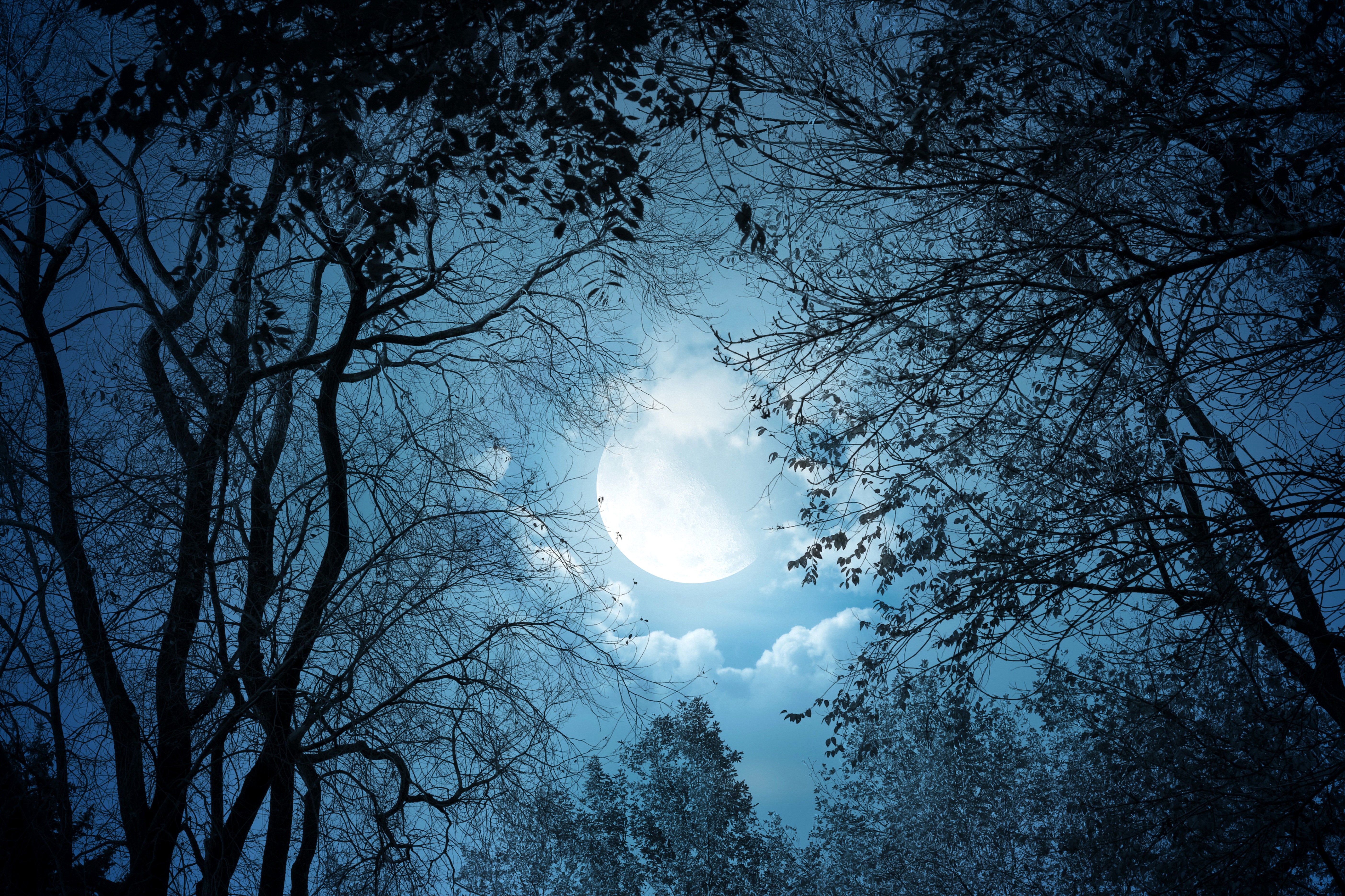 Full moon through silhouetted tree branches at night HD Wallpaper