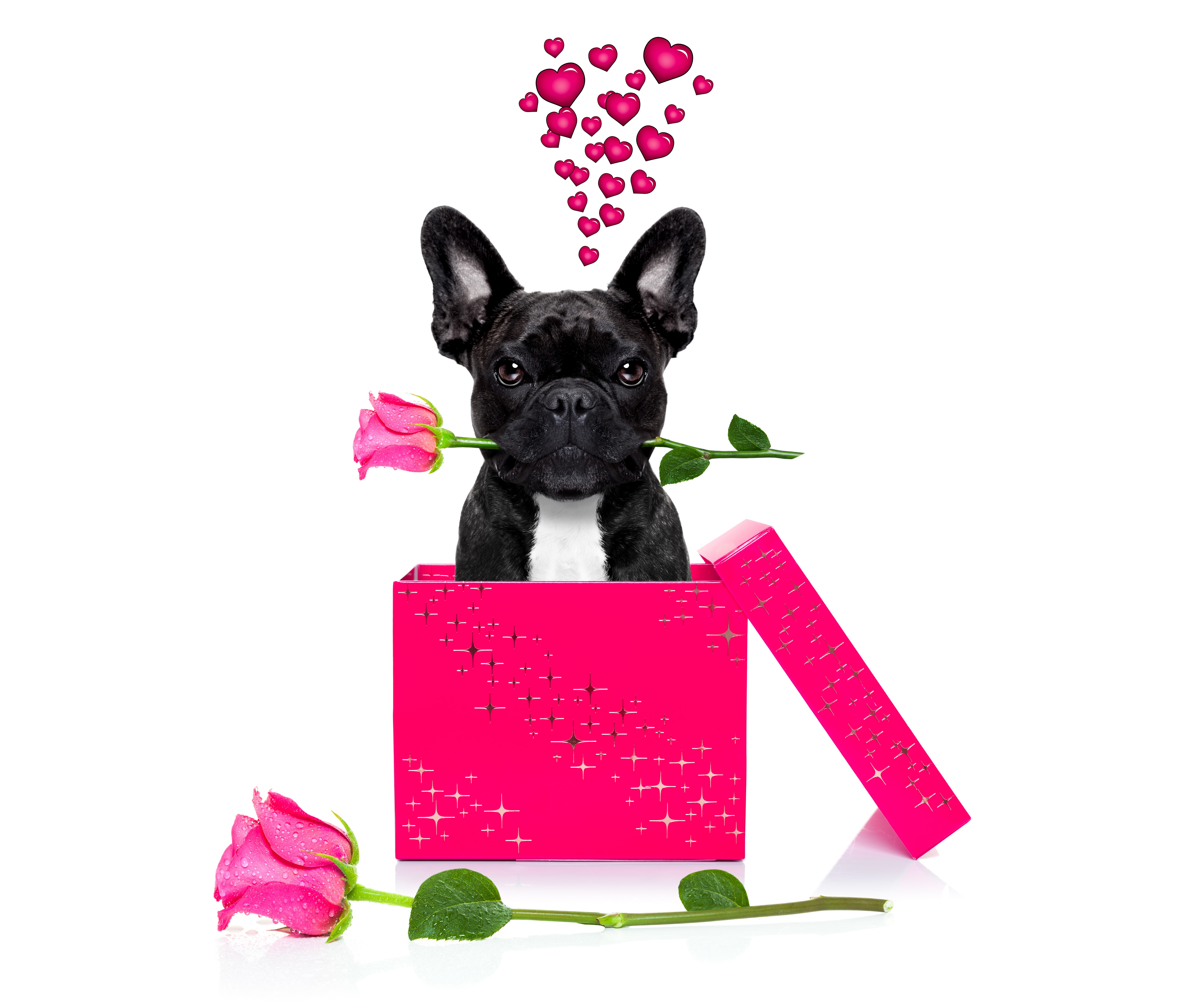 French Bulldog with Roses in a Gift Box HD Wallpaper