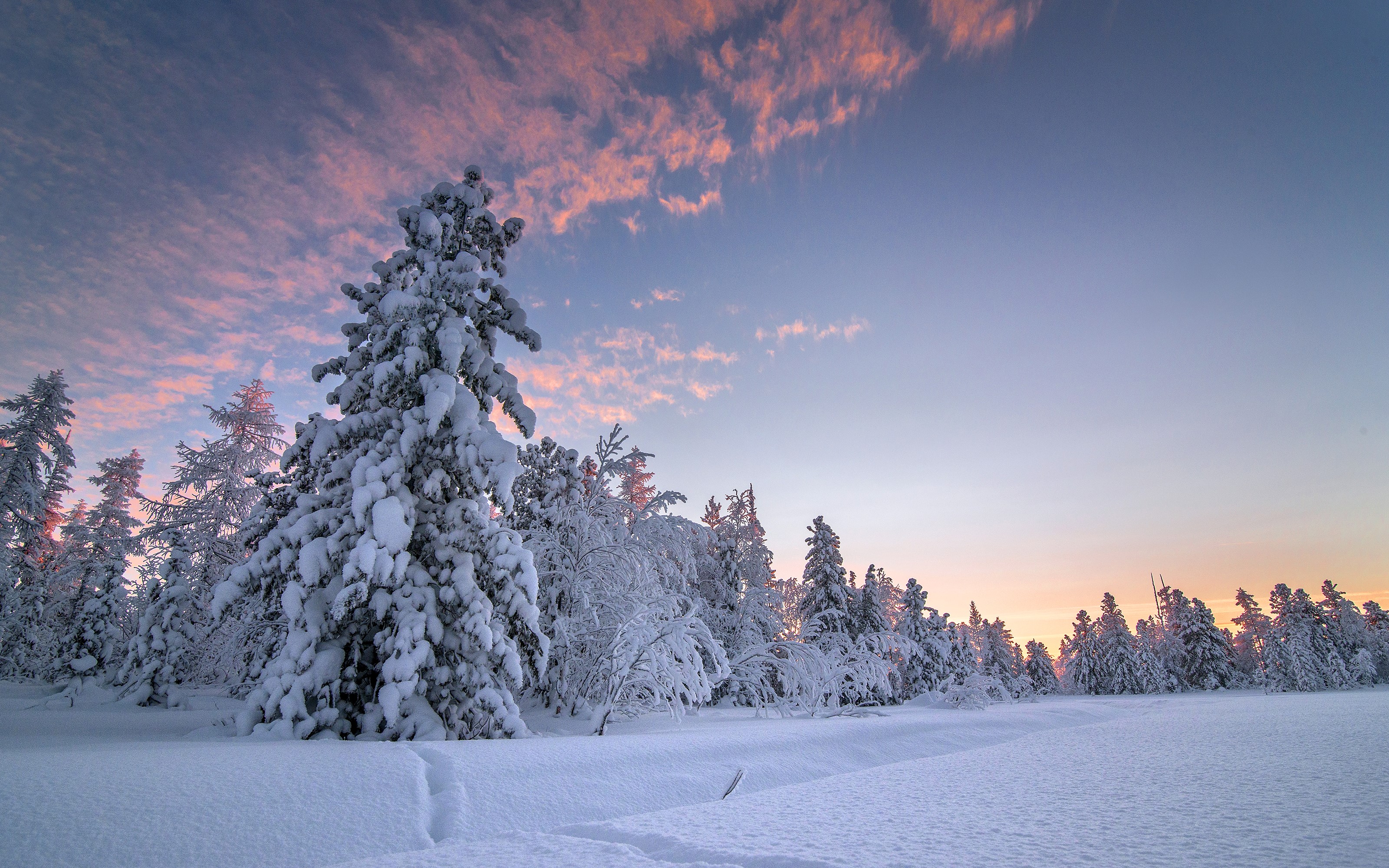 Snow-covered trees under a colorful winter sky HD Wallpaper