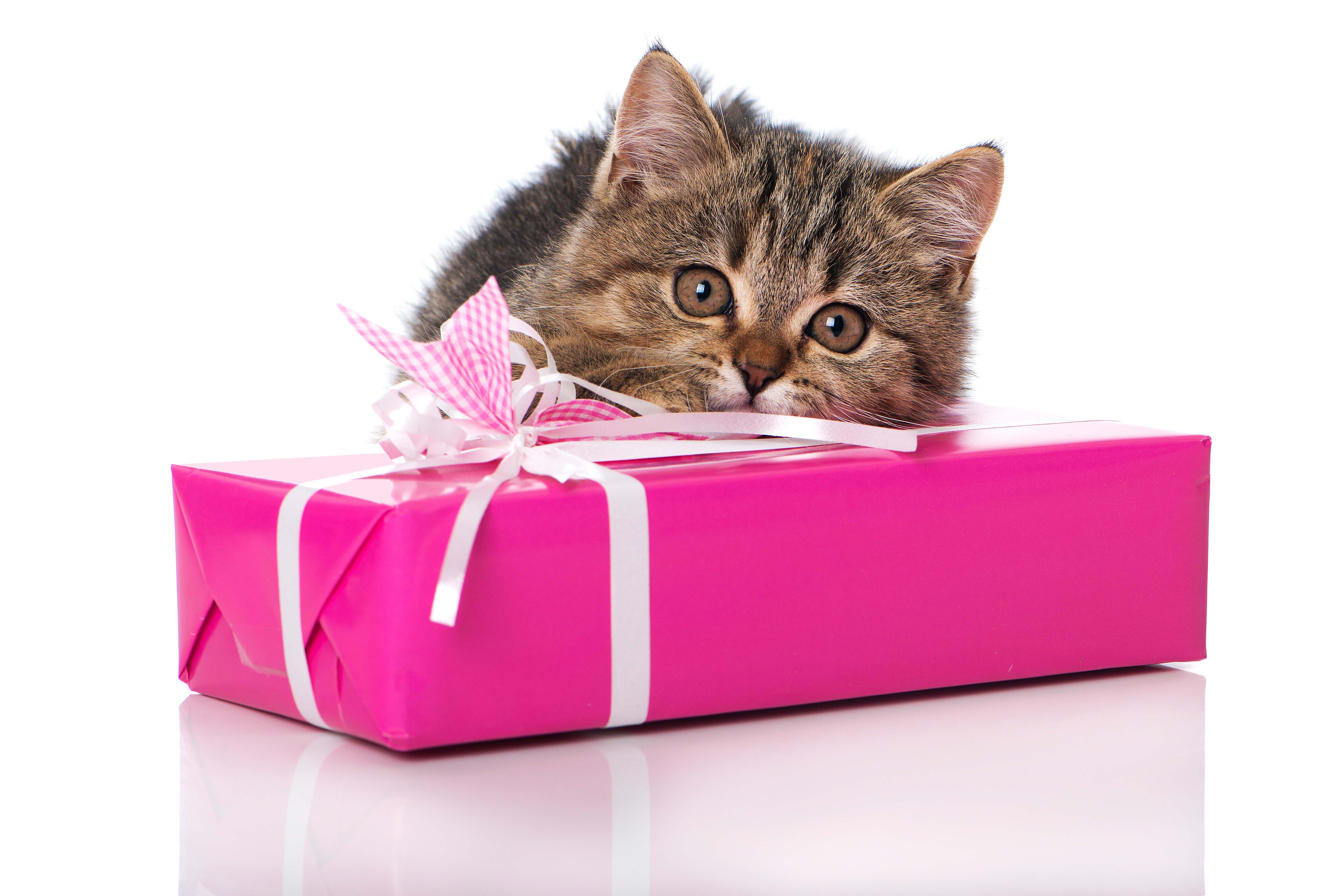 Kitten on a pink gift box HD Wallpaper