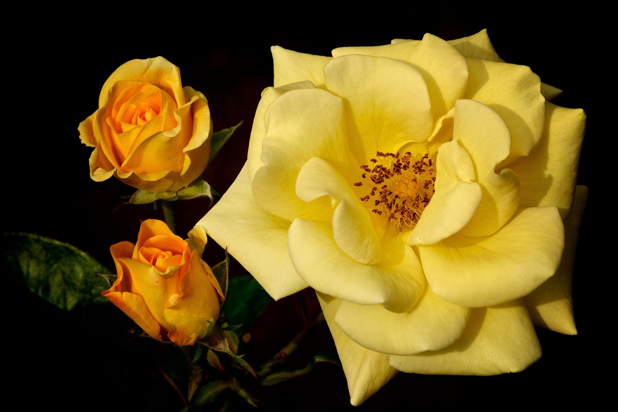 Yellow Roses Closeup HD Wallpaper