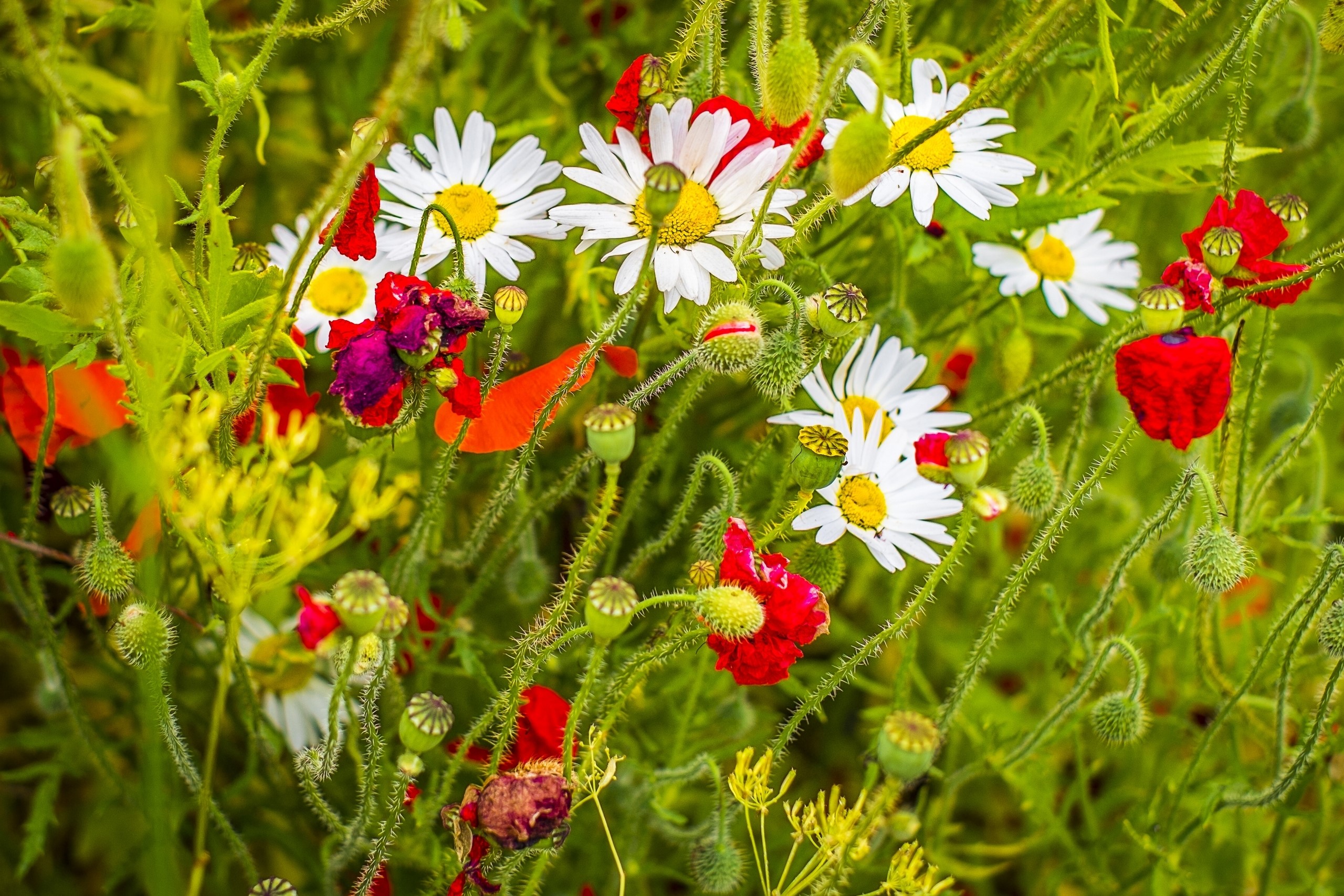 Field of daisies and poppies with green stems HD Wallpaper