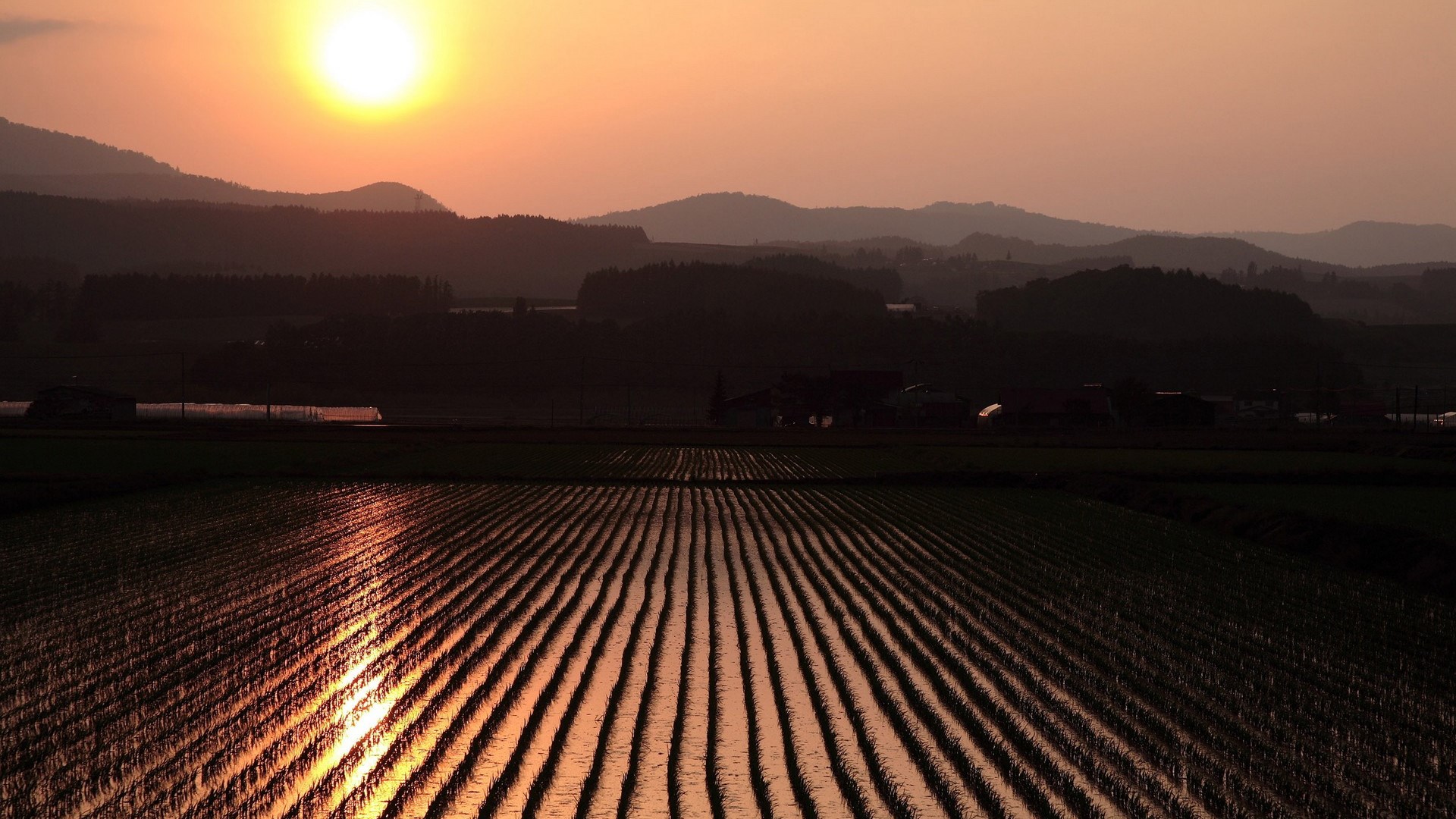 Sunset over rice paddies with distant mountains HD Wallpaper