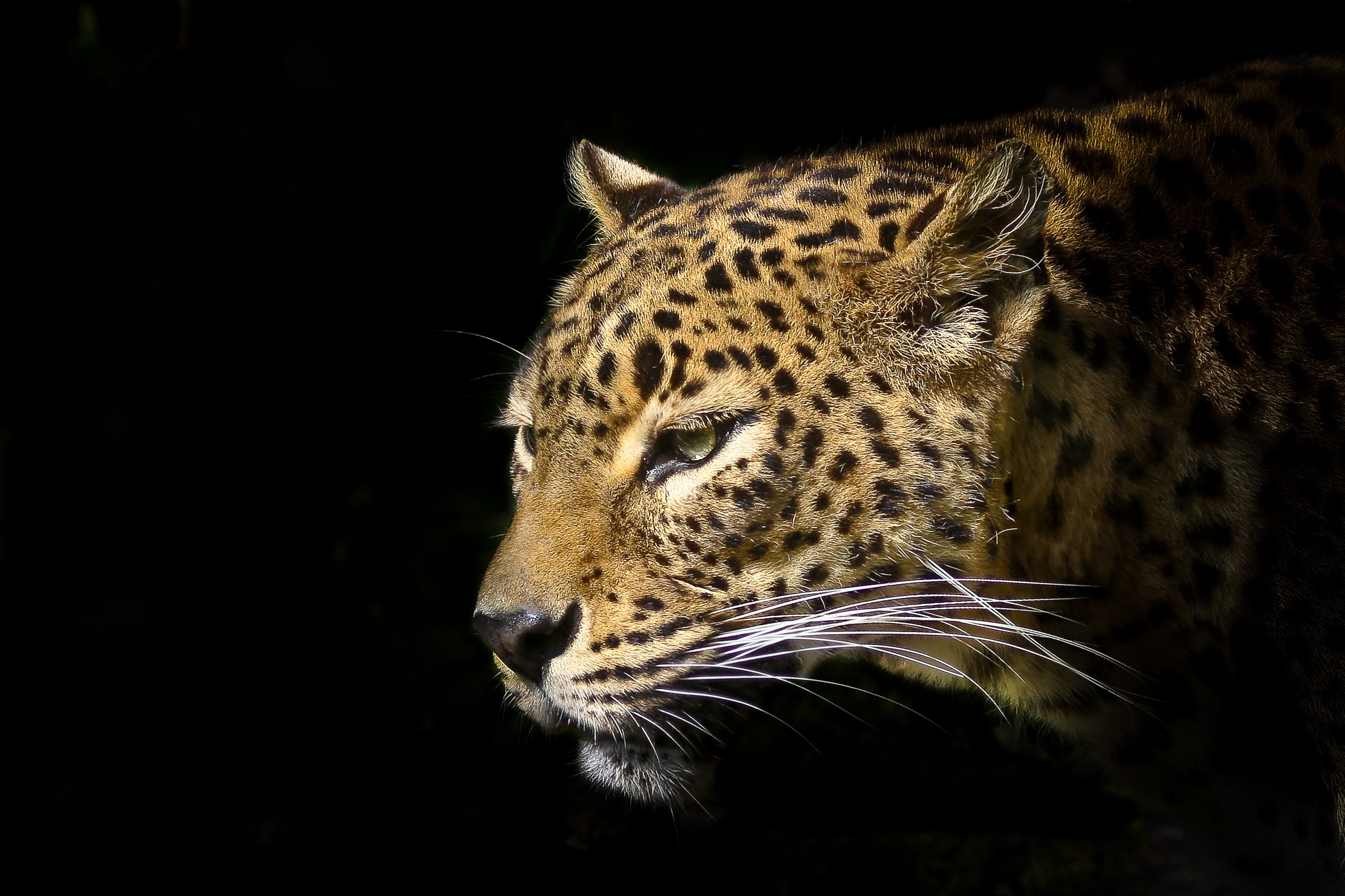 Close-up of a leopard's spotted face HD Wallpaper