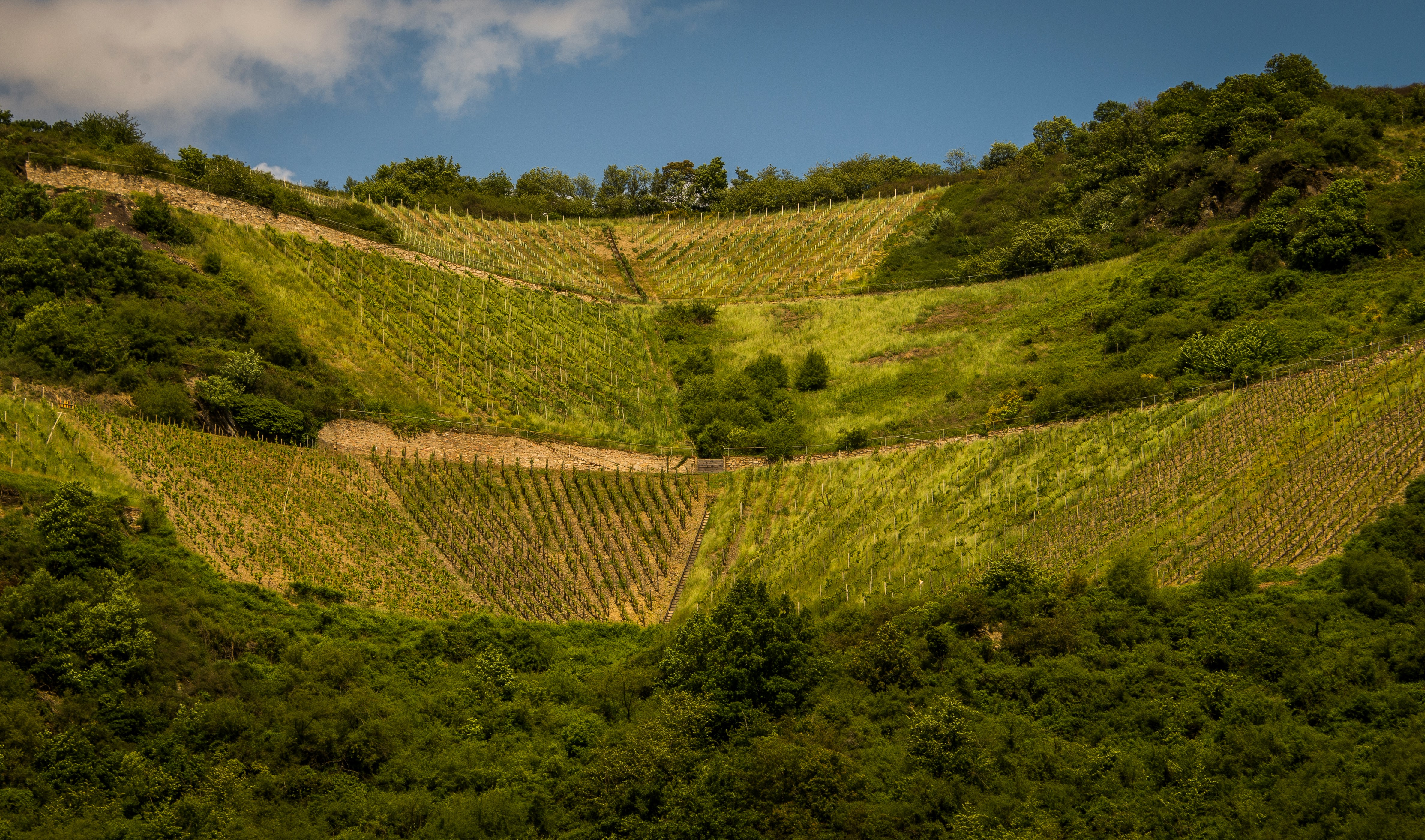 Vineyards on a hillside in Spay, Germany HD Wallpaper