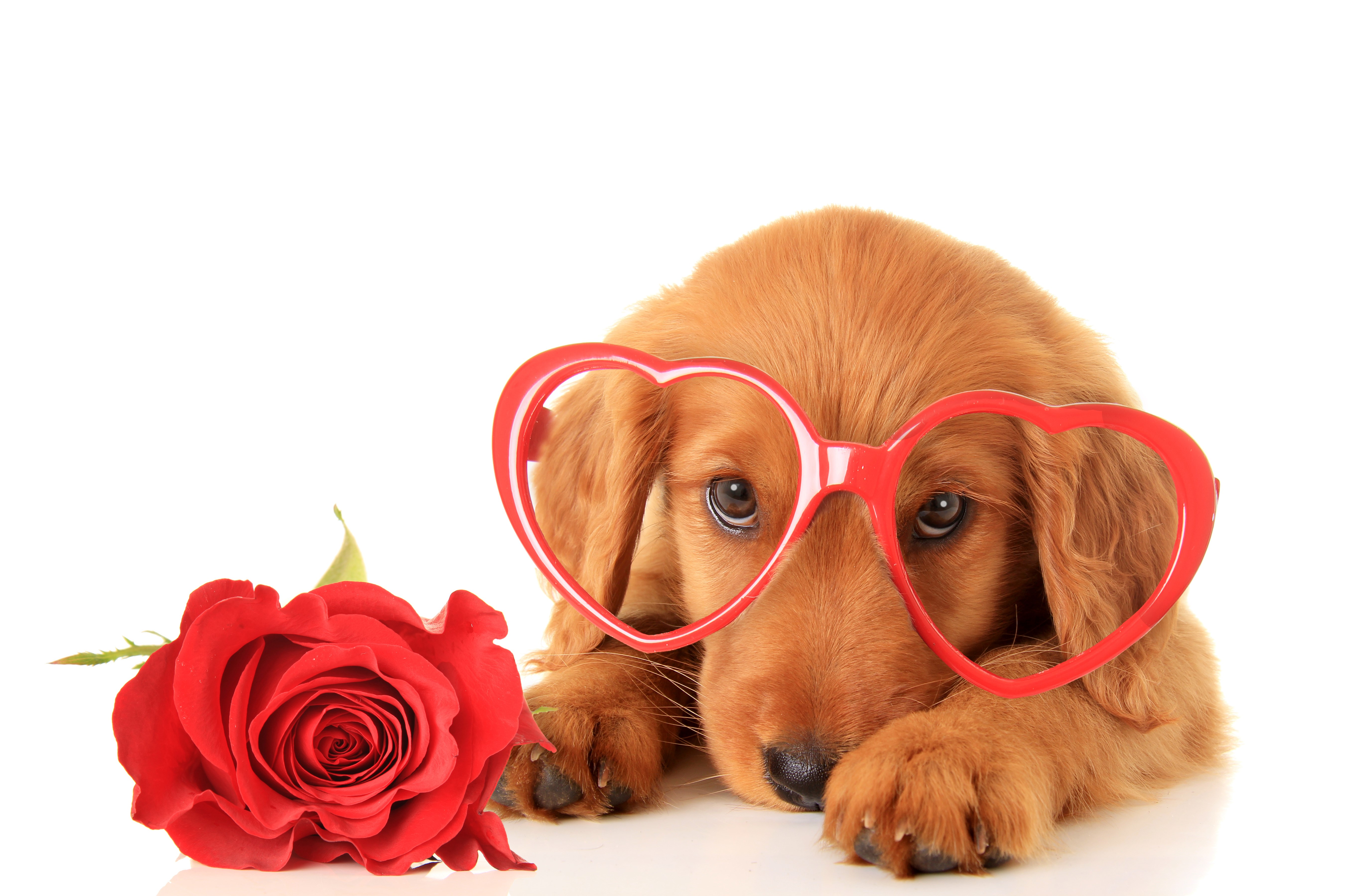 Golden Retriever puppy with heart glasses and rose HD Wallpaper