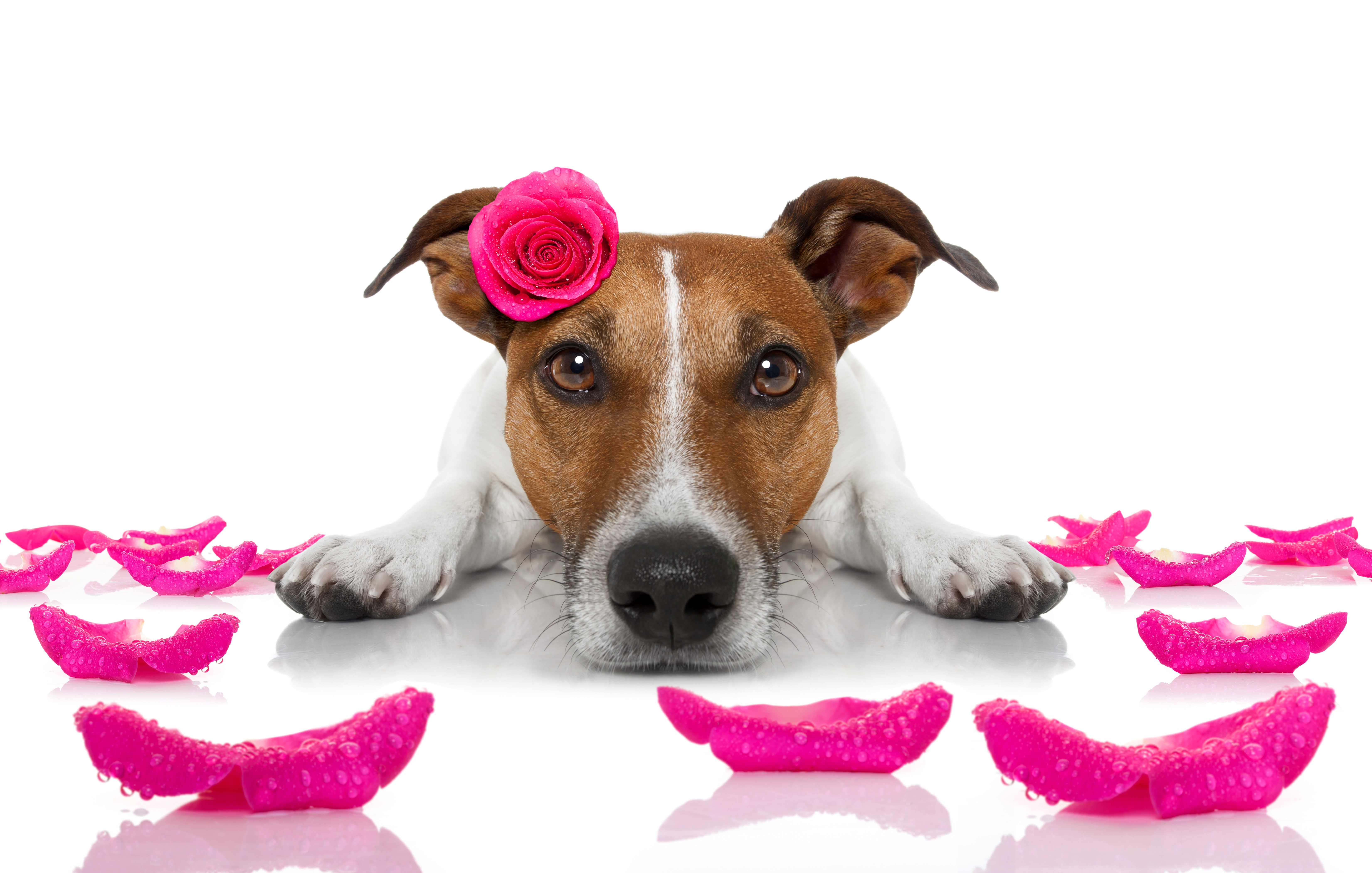 Jack Russell Terrier with a Rose and Petals HD Wallpaper