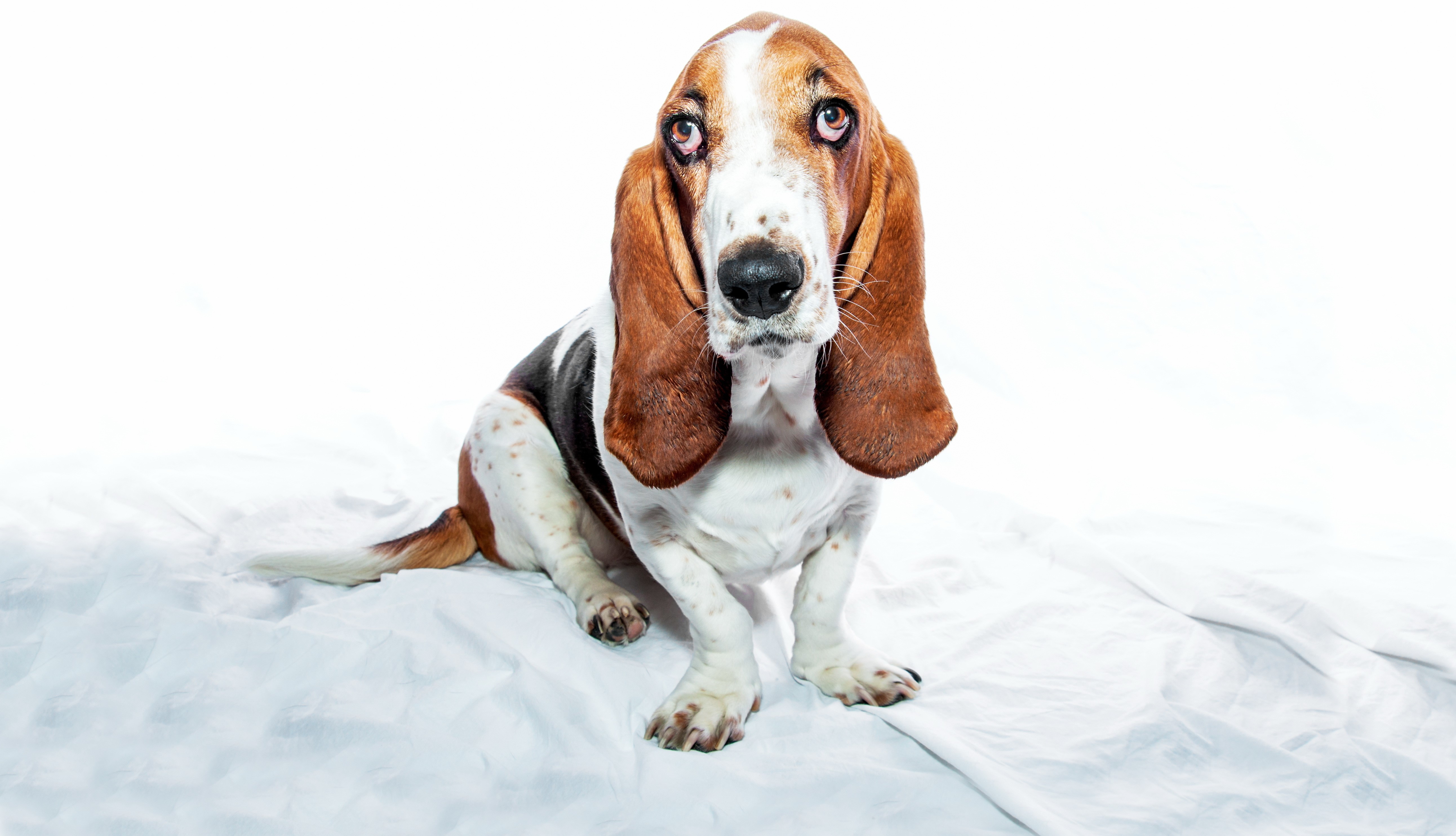 Basset Hound Dog HD Wallpaper