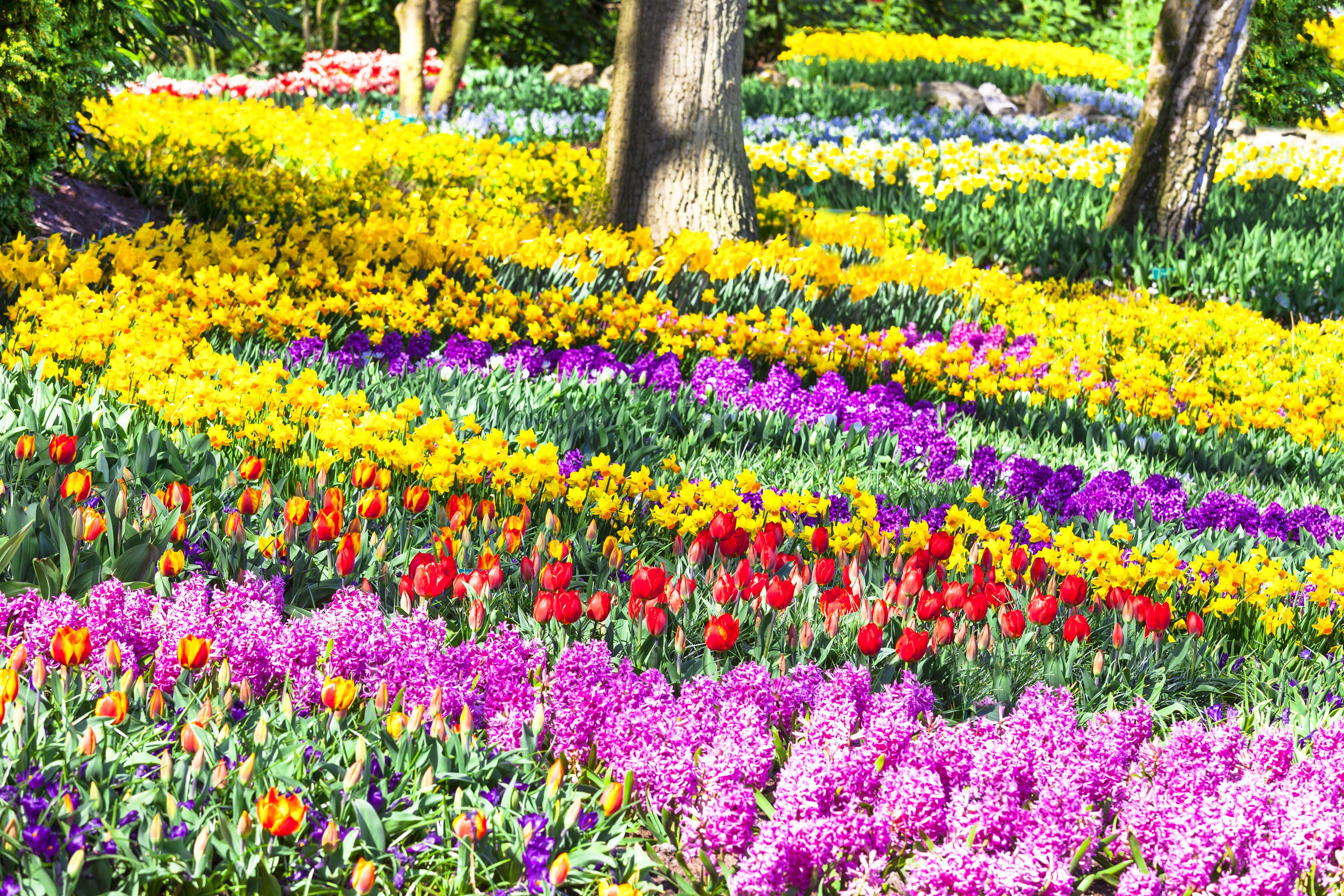 Keukenhof Gardens with Tulips, Hyacinths, and Daffodils in the Netherlands HD Wallpaper
