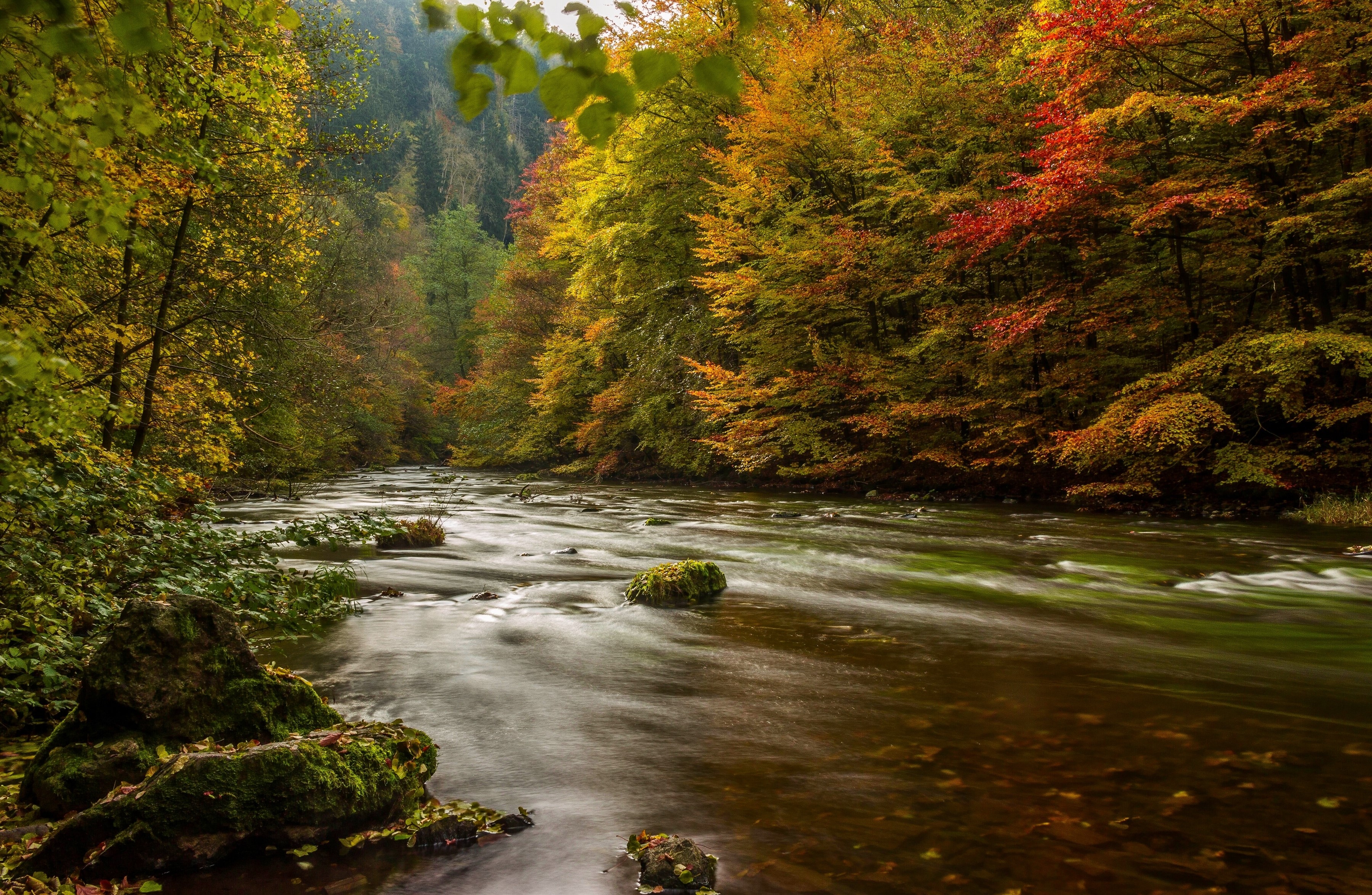 River flowing through an autumn forest in Germany HD Wallpaper