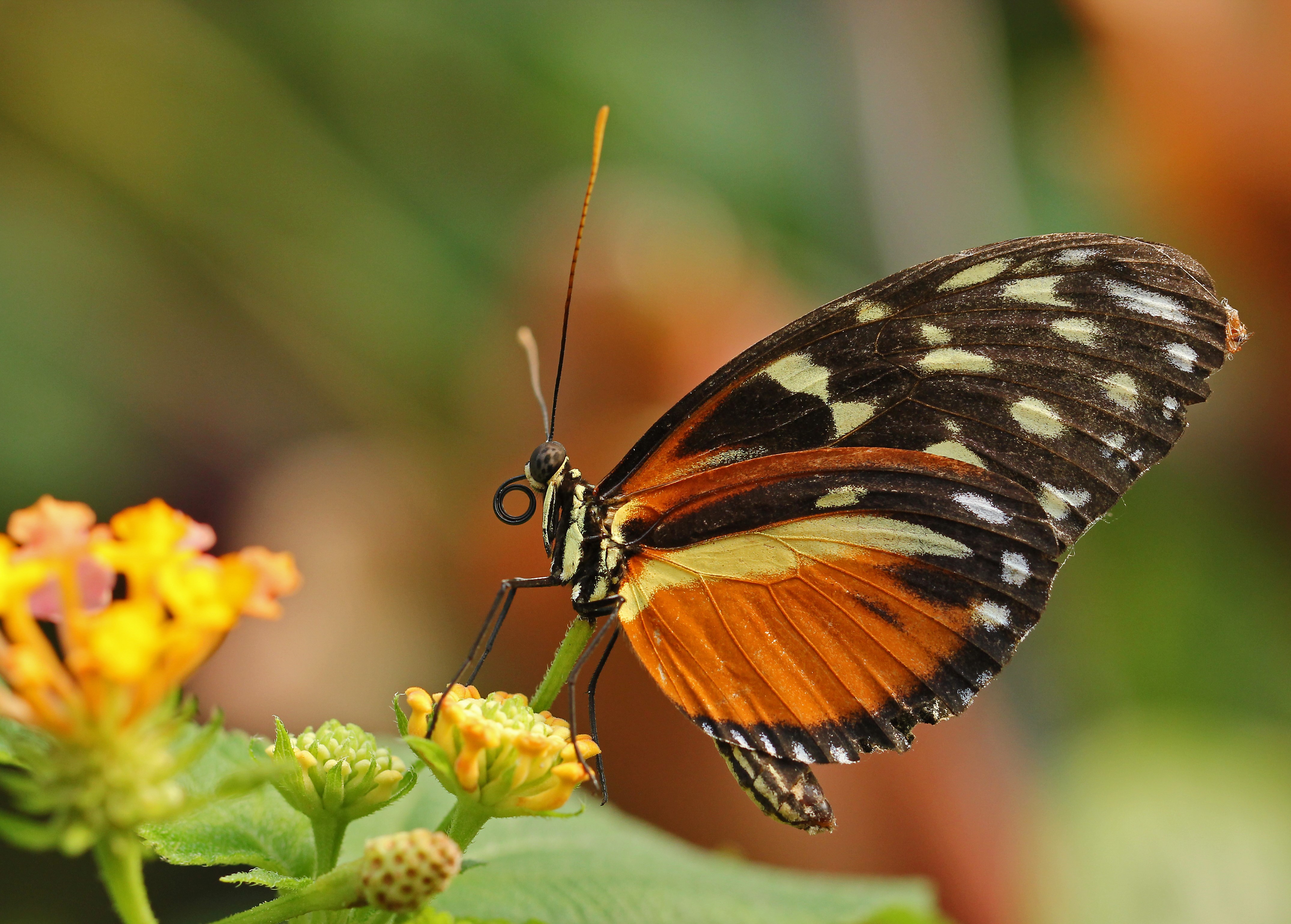 4K Butterfly on Flower HD Wallpaper