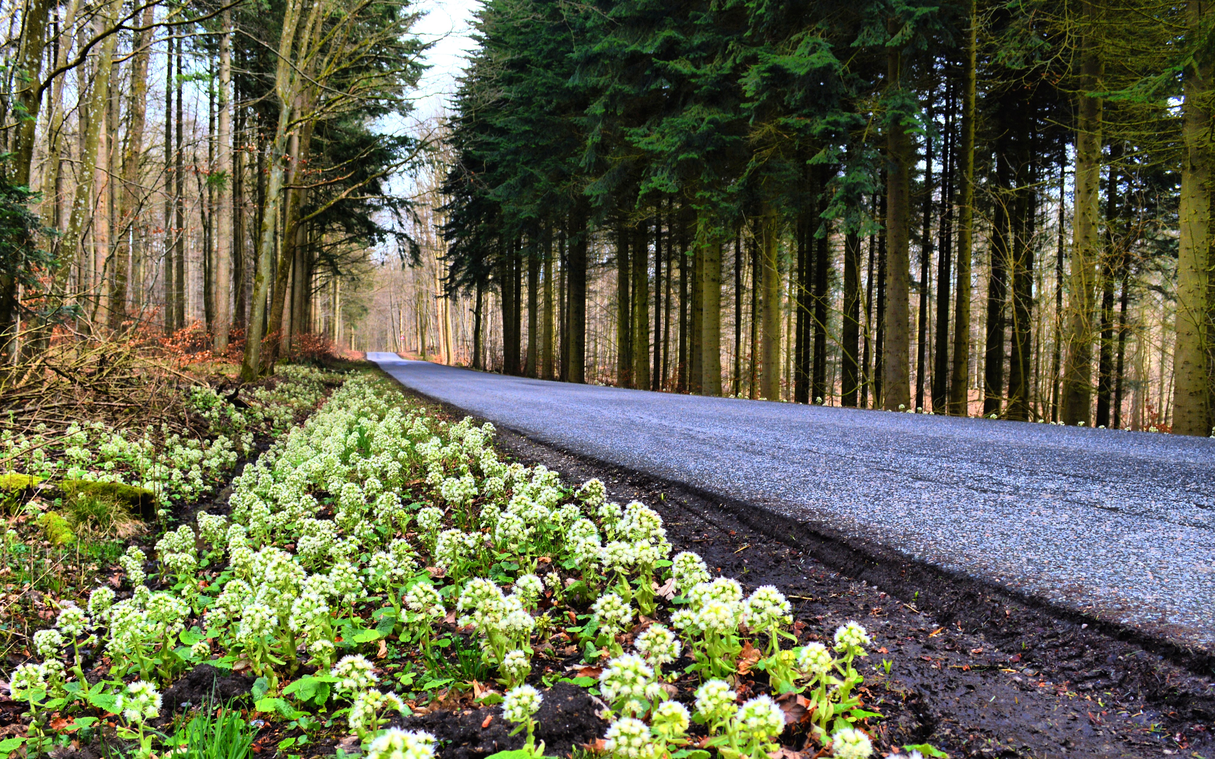 Road through a forest with flowers in Denmark HD Wallpaper