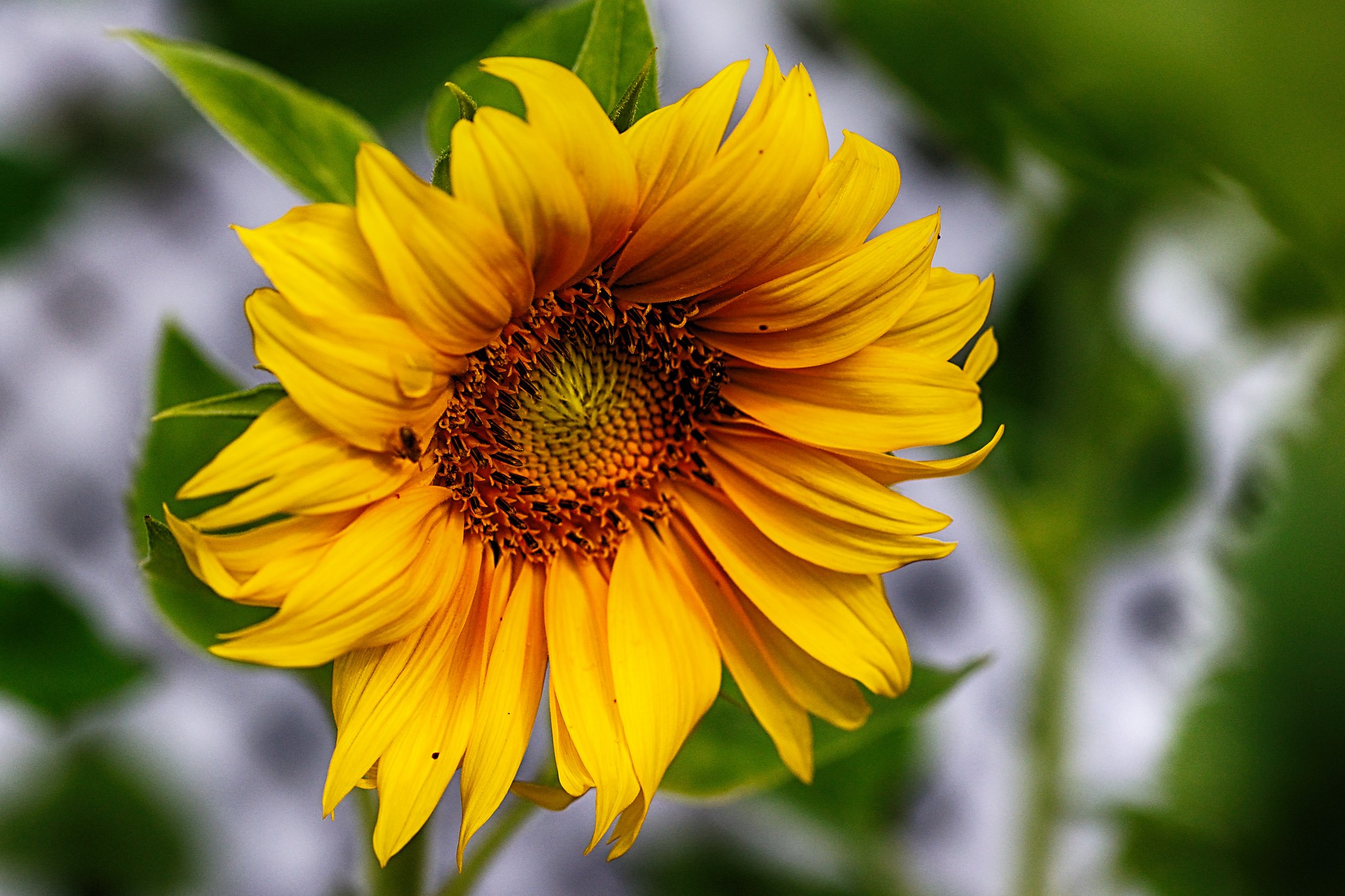 Closeup of a yellow sunflower HD Wallpaper