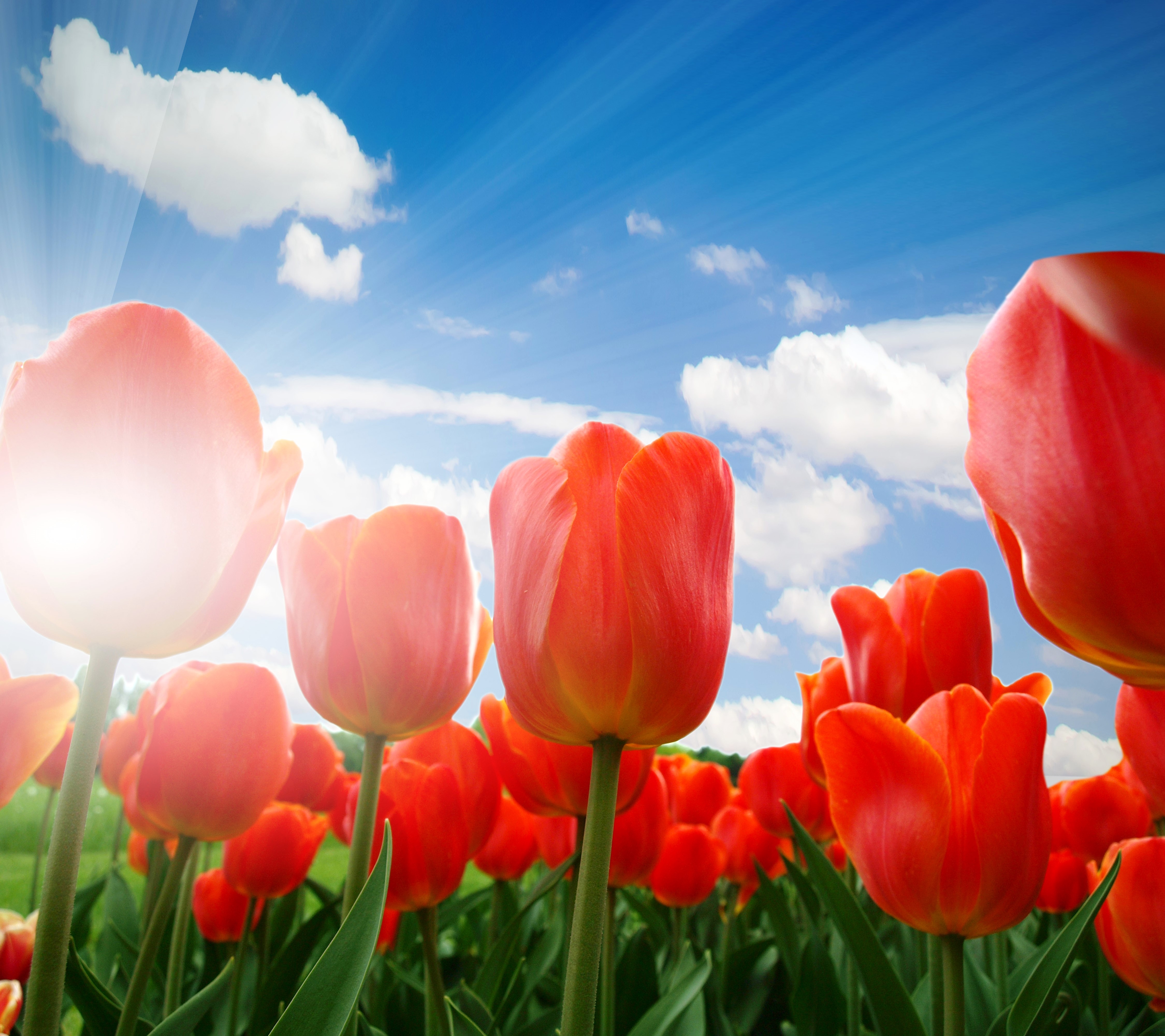 4K Red Tulips Field Under Blue Sky with Clouds HD Wallpaper