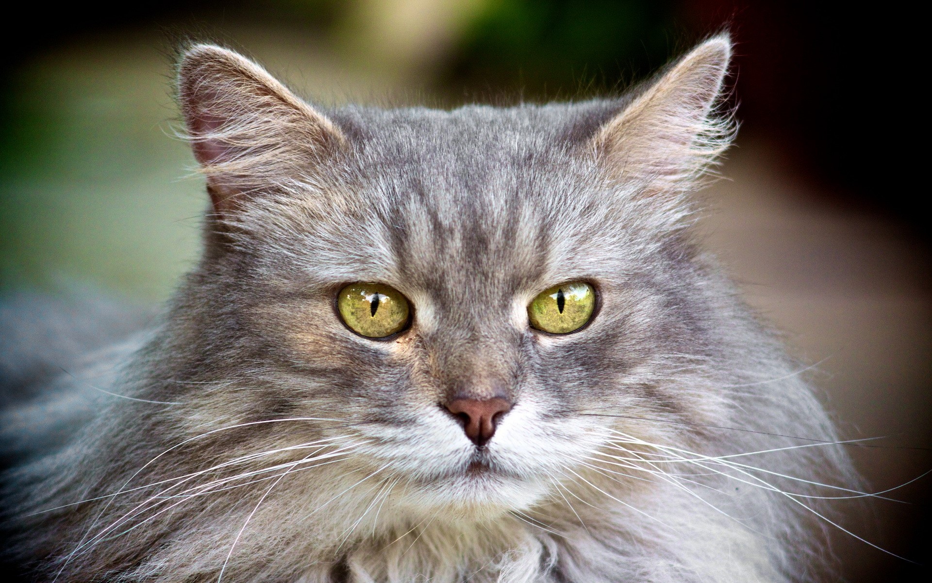 Close-up of a fluffy grey cat with yellow eyes HD Wallpaper