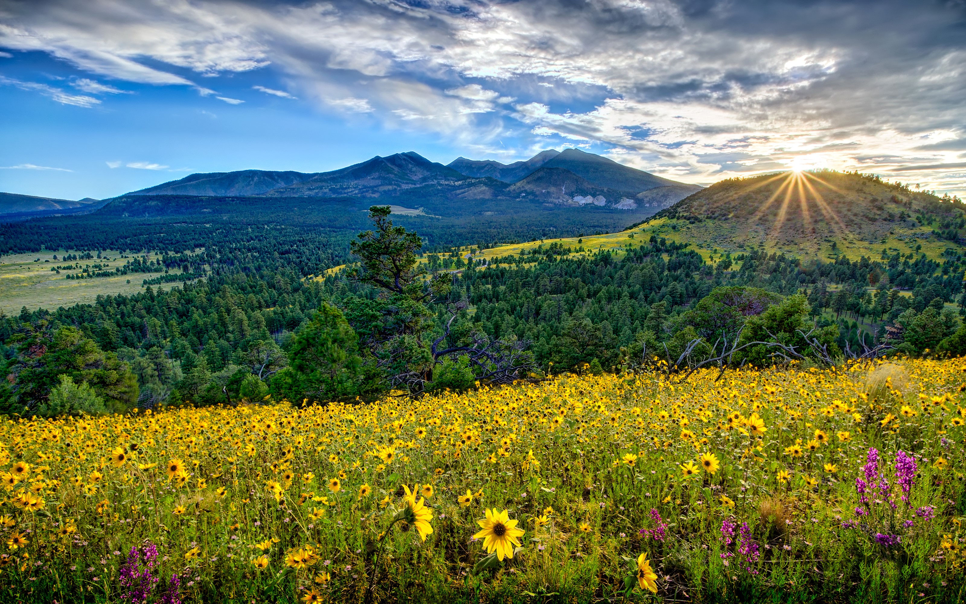 Field of sunflowers with mountains and sun rays HD Wallpaper