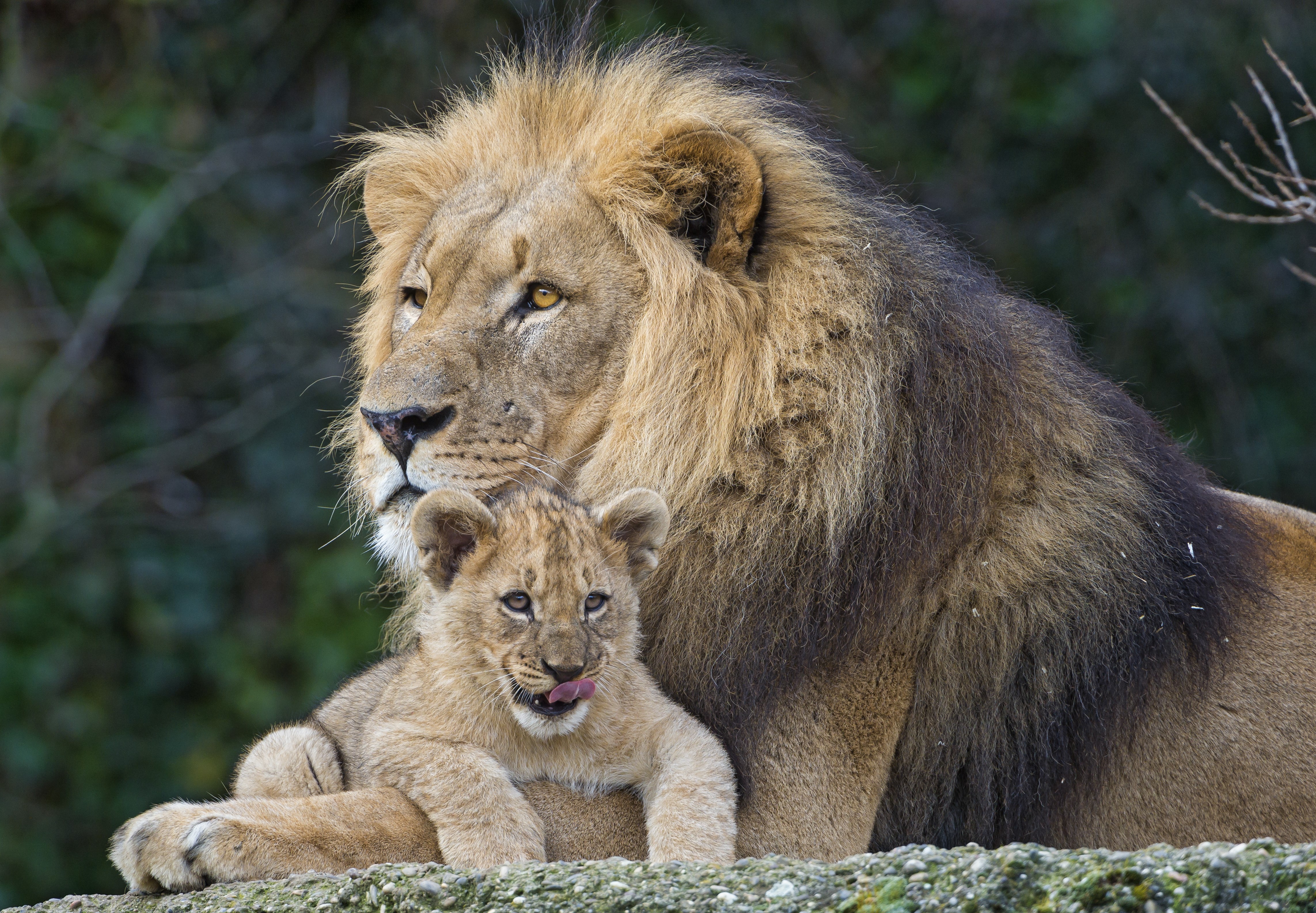 4K Lions and Cubs HD Wallpaper