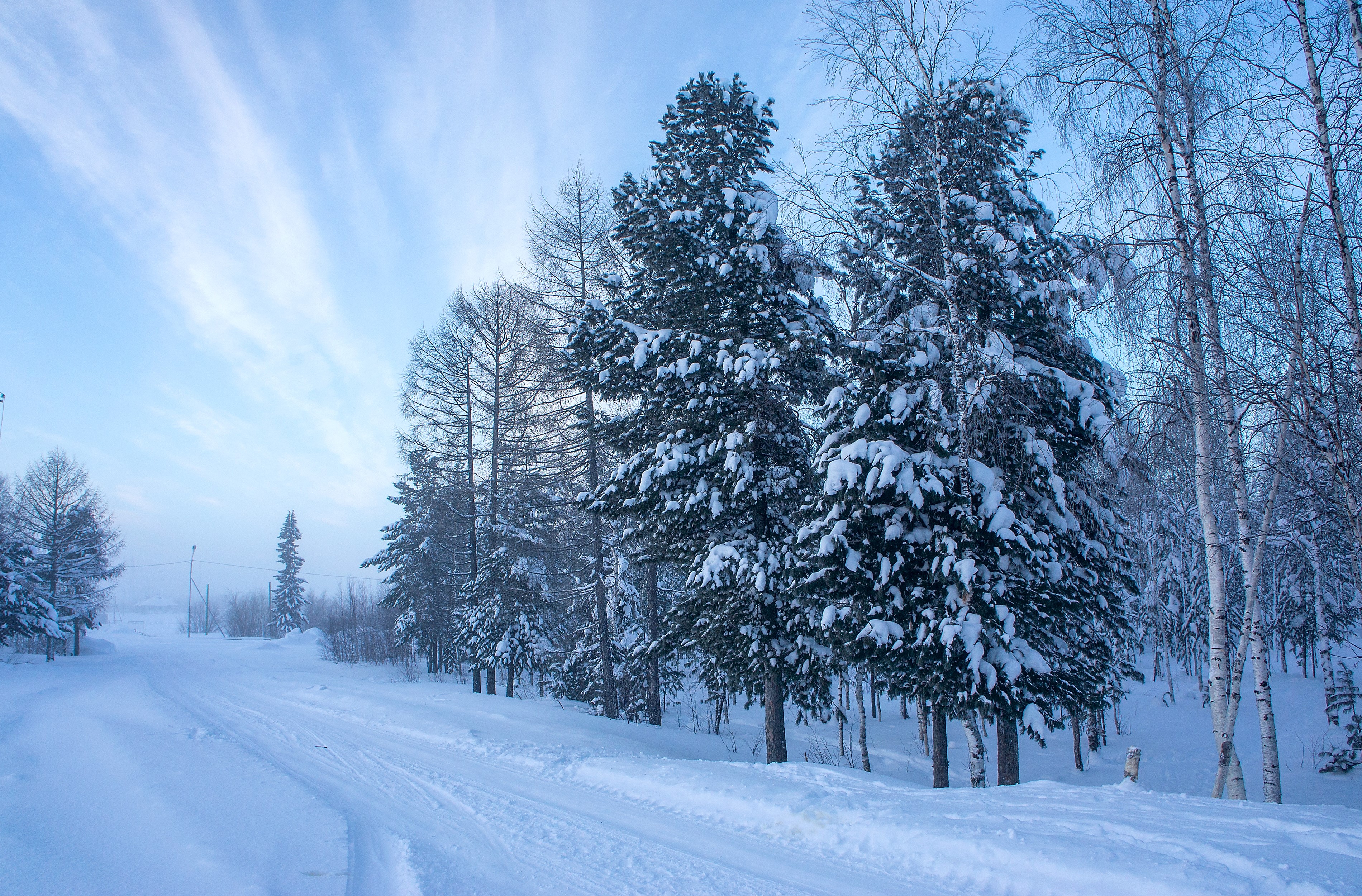 Snowy road through a winter forest with pine and birch trees HD Wallpaper
