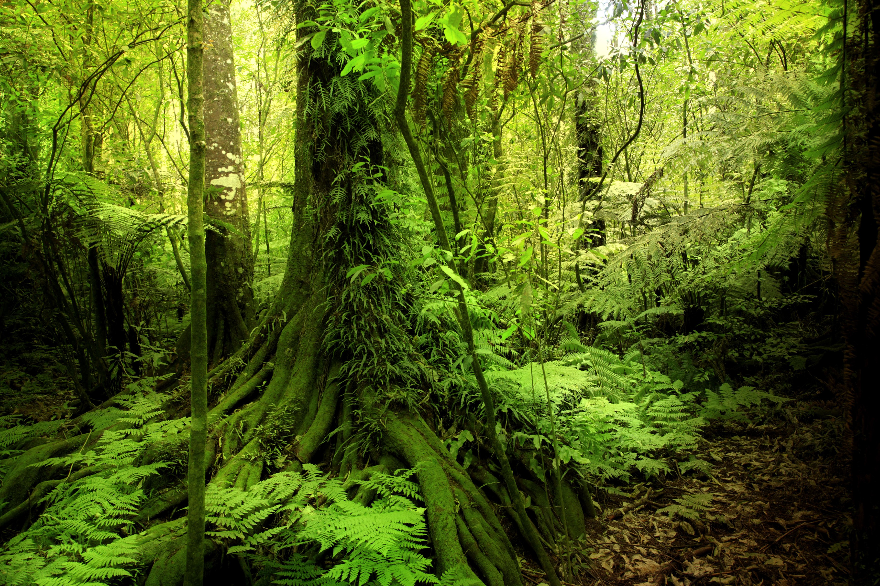 Dense jungle with large tree roots and ferns HD Wallpaper