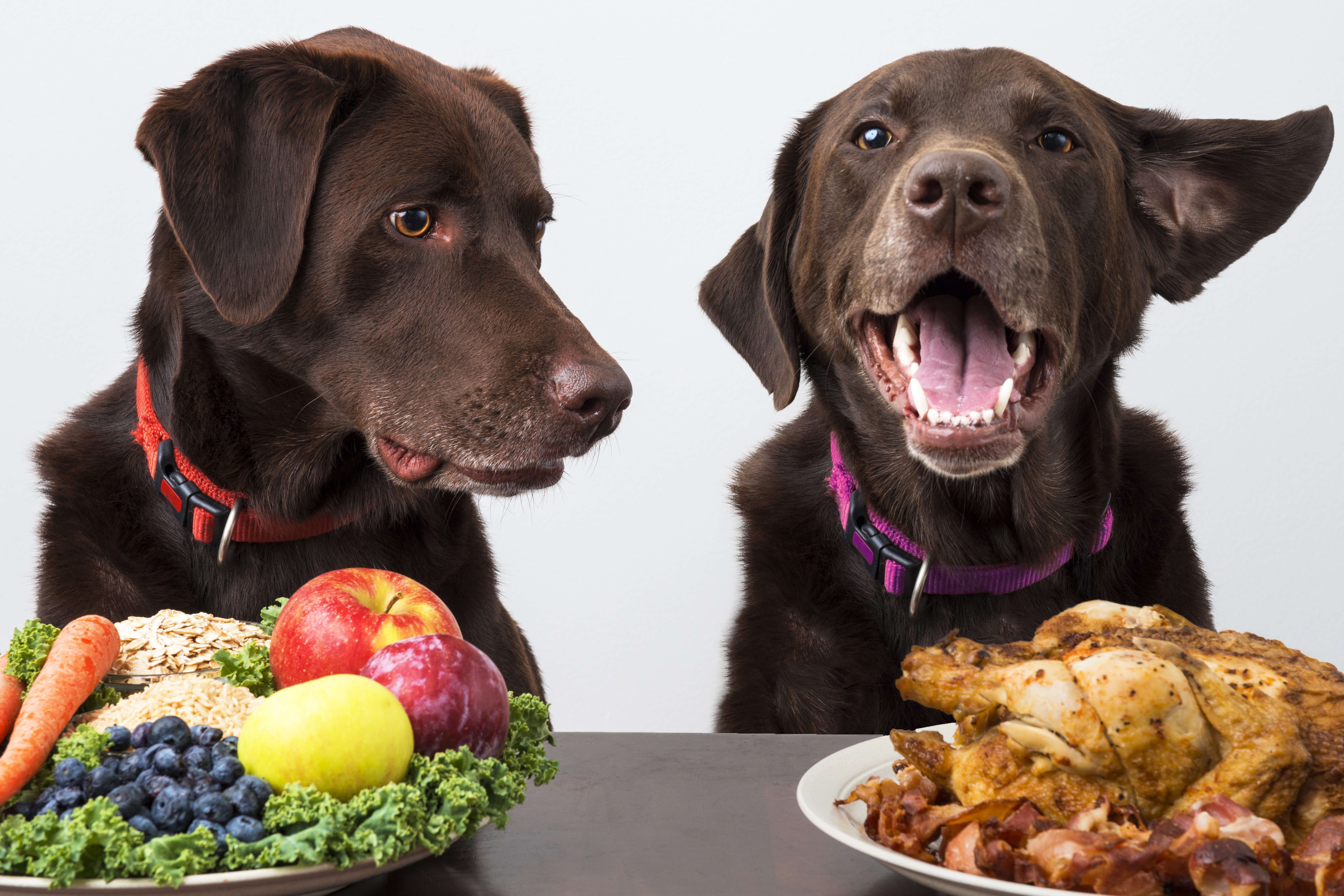 Two Chocolate Labradors with Food Choices HD Wallpaper
