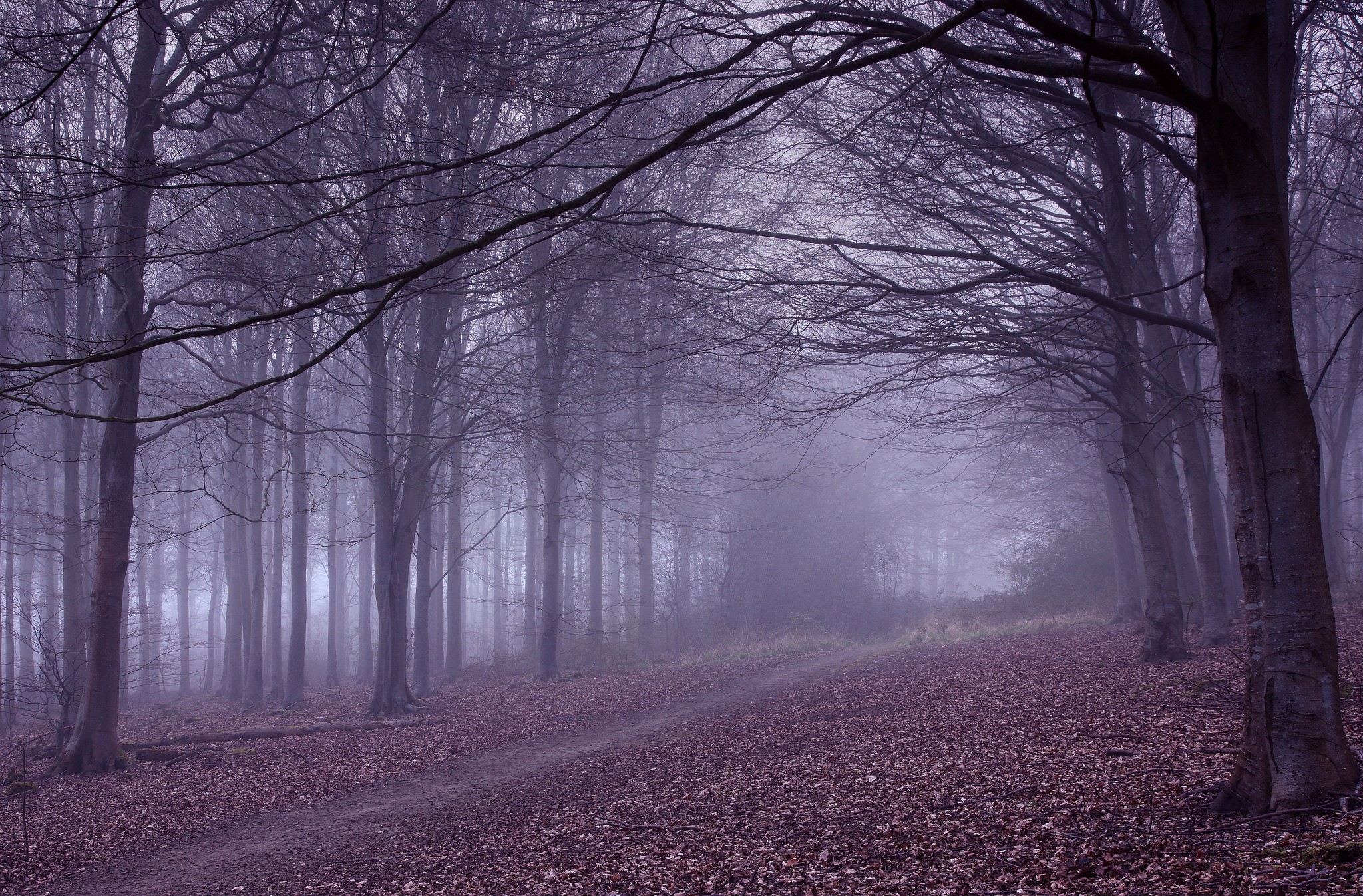 Bare trees in a foggy forest with a leaf-covered trail HD Wallpaper