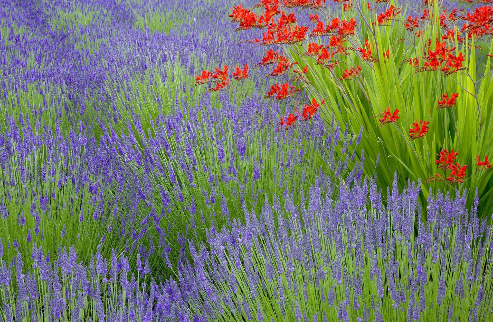 Lavender field with red flowers HD Wallpaper