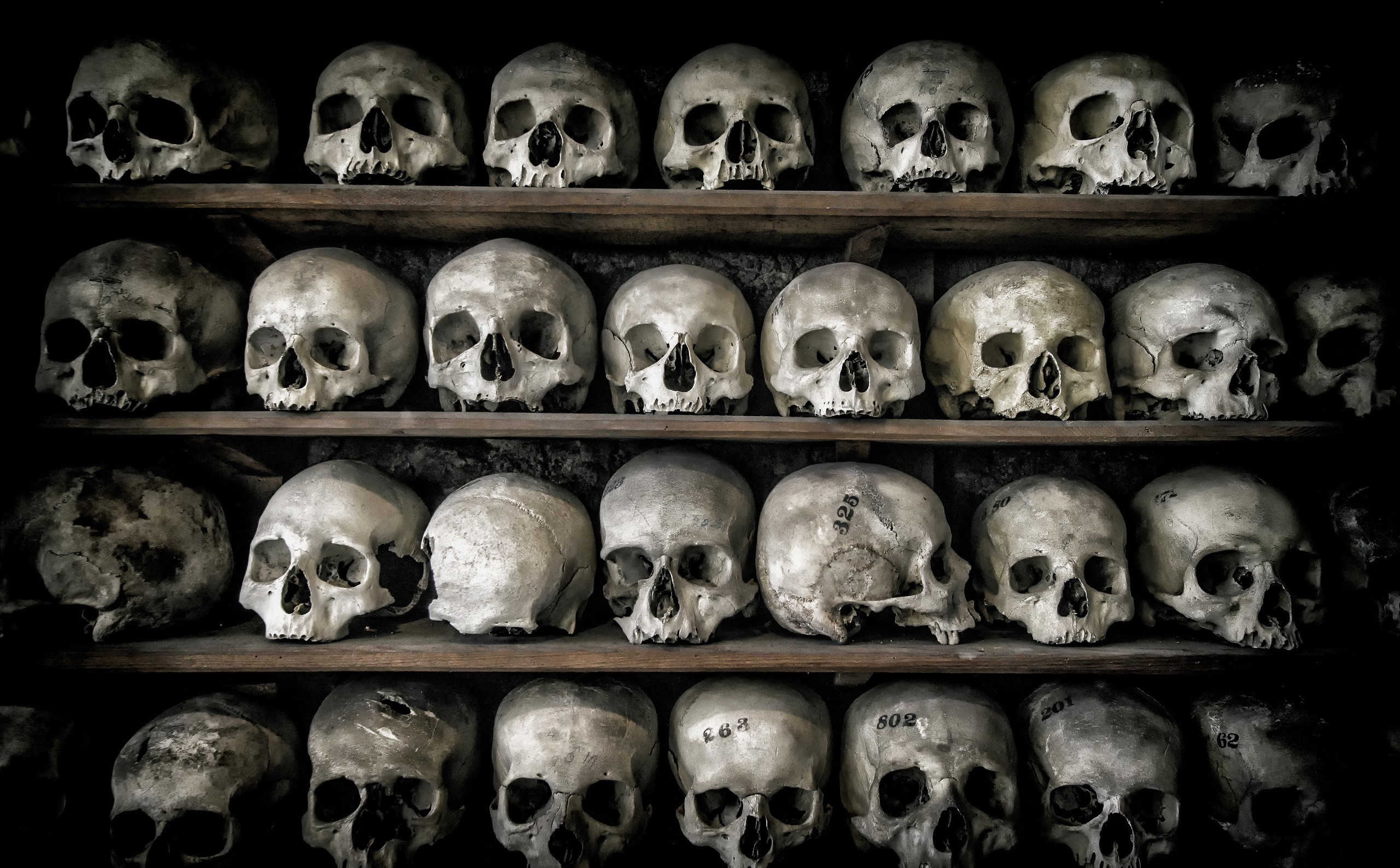 Rows of human skulls on shelves HD Wallpaper