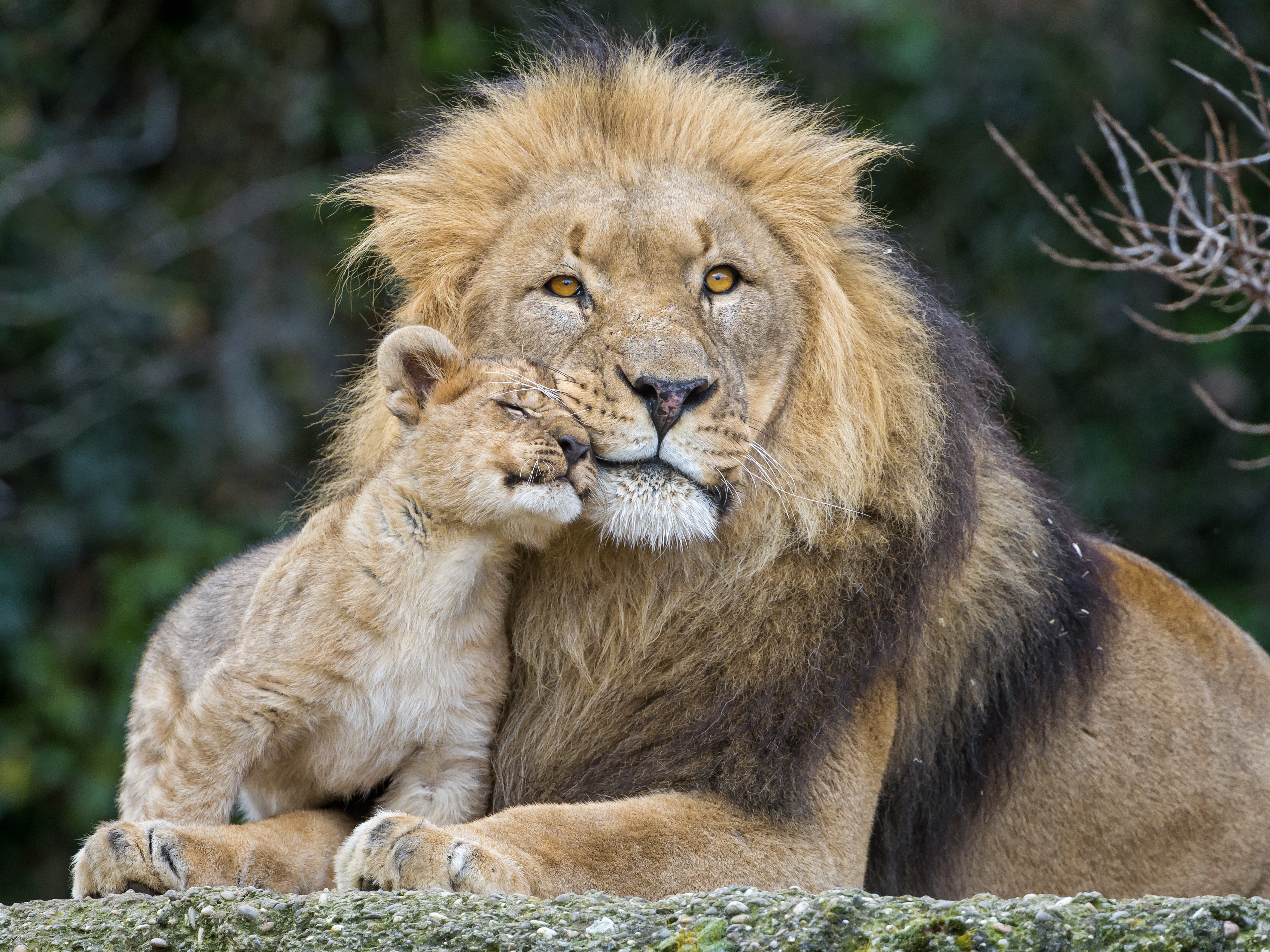 4K Lions Cubs Two HD Wallpaper