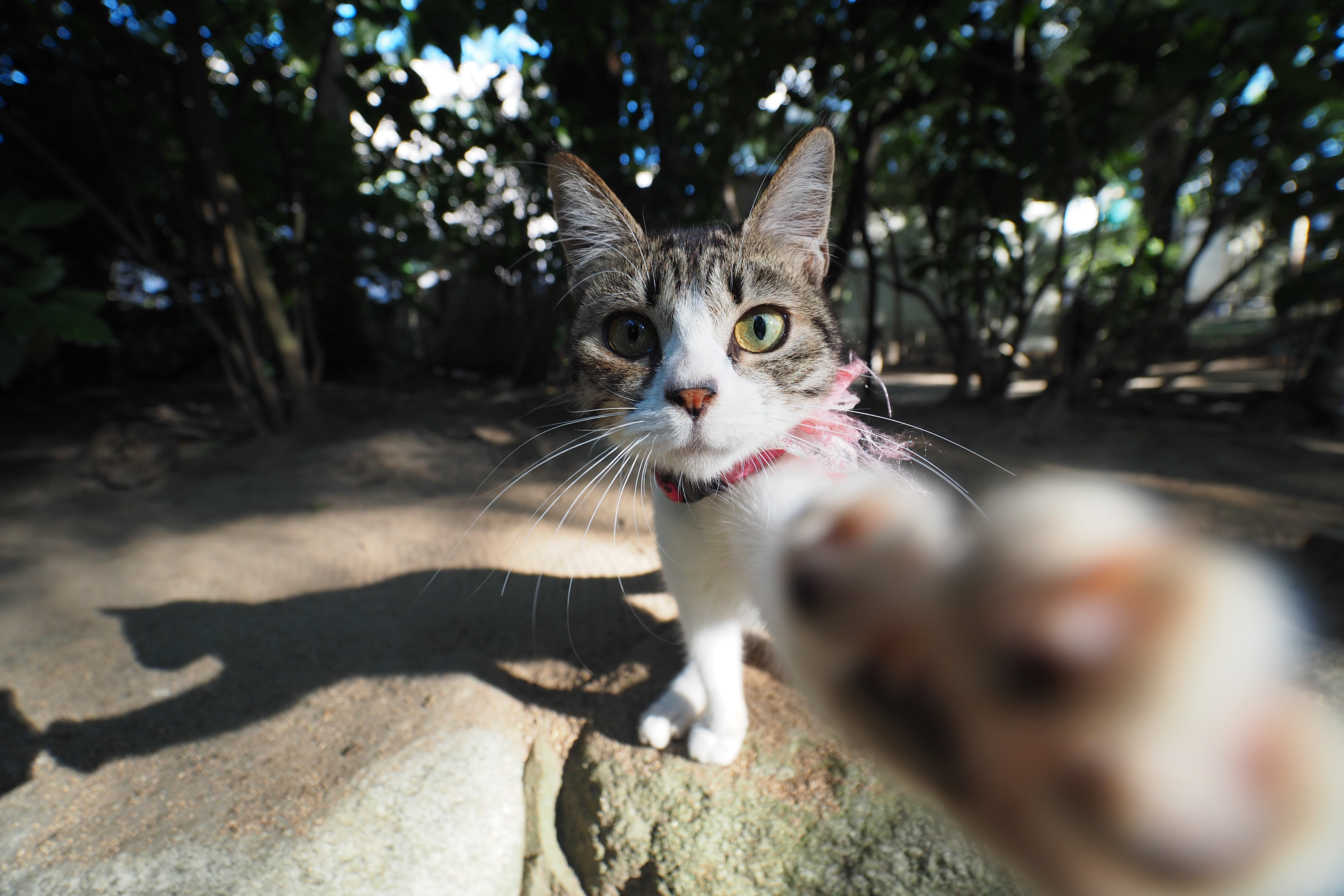 Cat taking a selfie with its paw HD Wallpaper