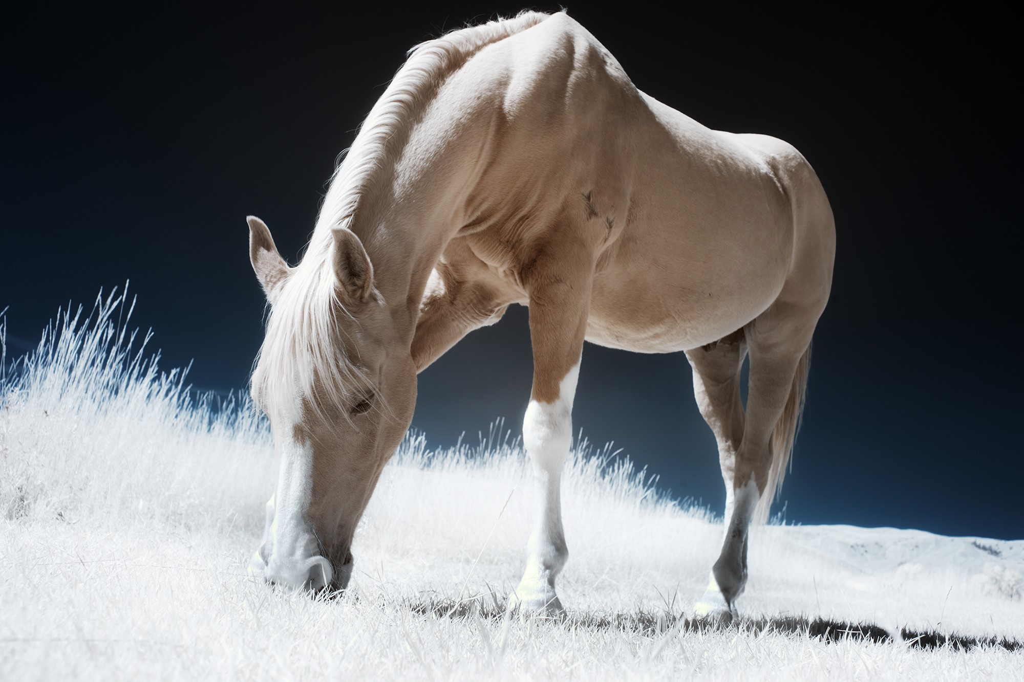 A light-colored horse grazes in a field HD Wallpaper