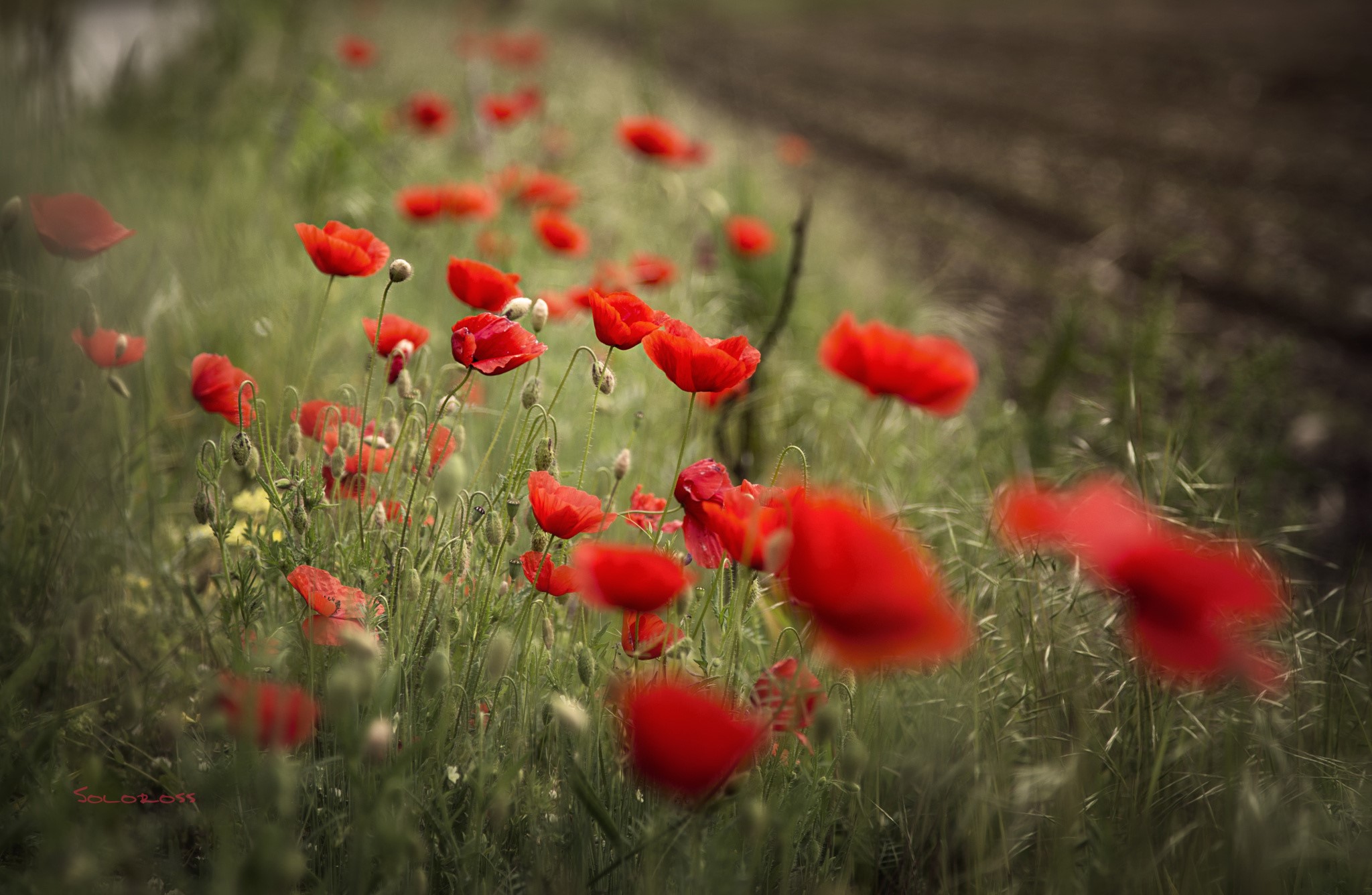 Field of red poppies in soft focus HD Wallpaper