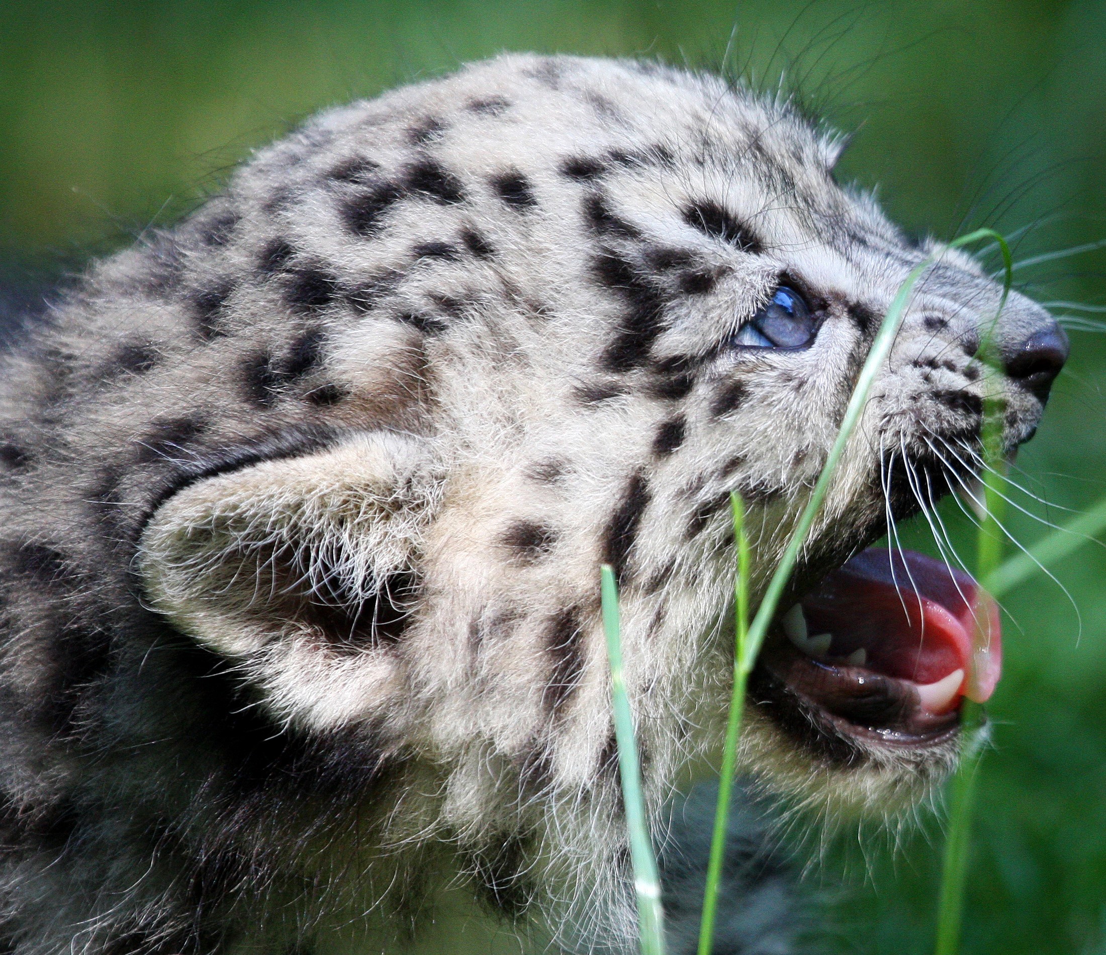 Snow leopard cub with mouth open HD Wallpaper