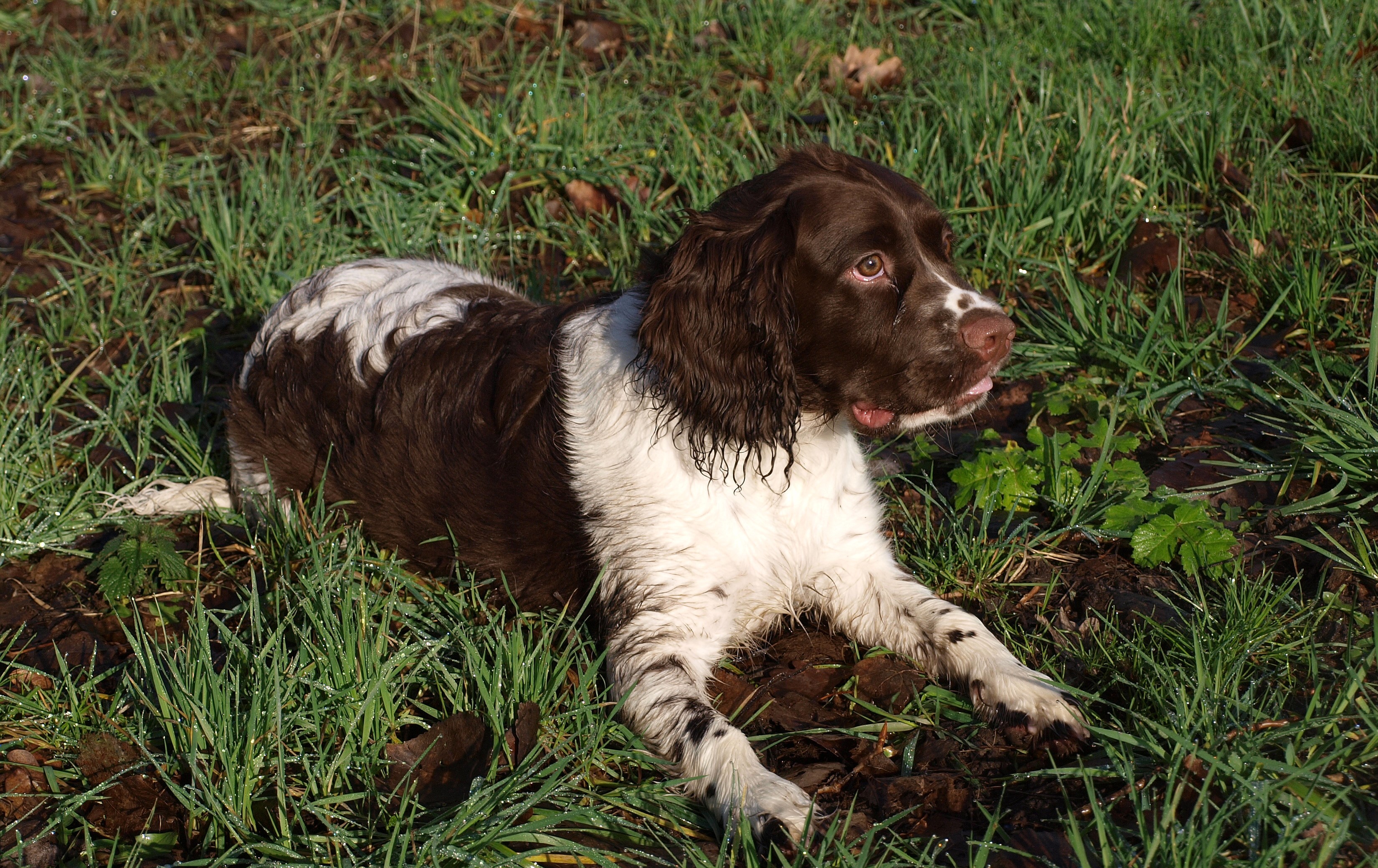 Brown and white Springer Spaniel lying in grass HD Wallpaper