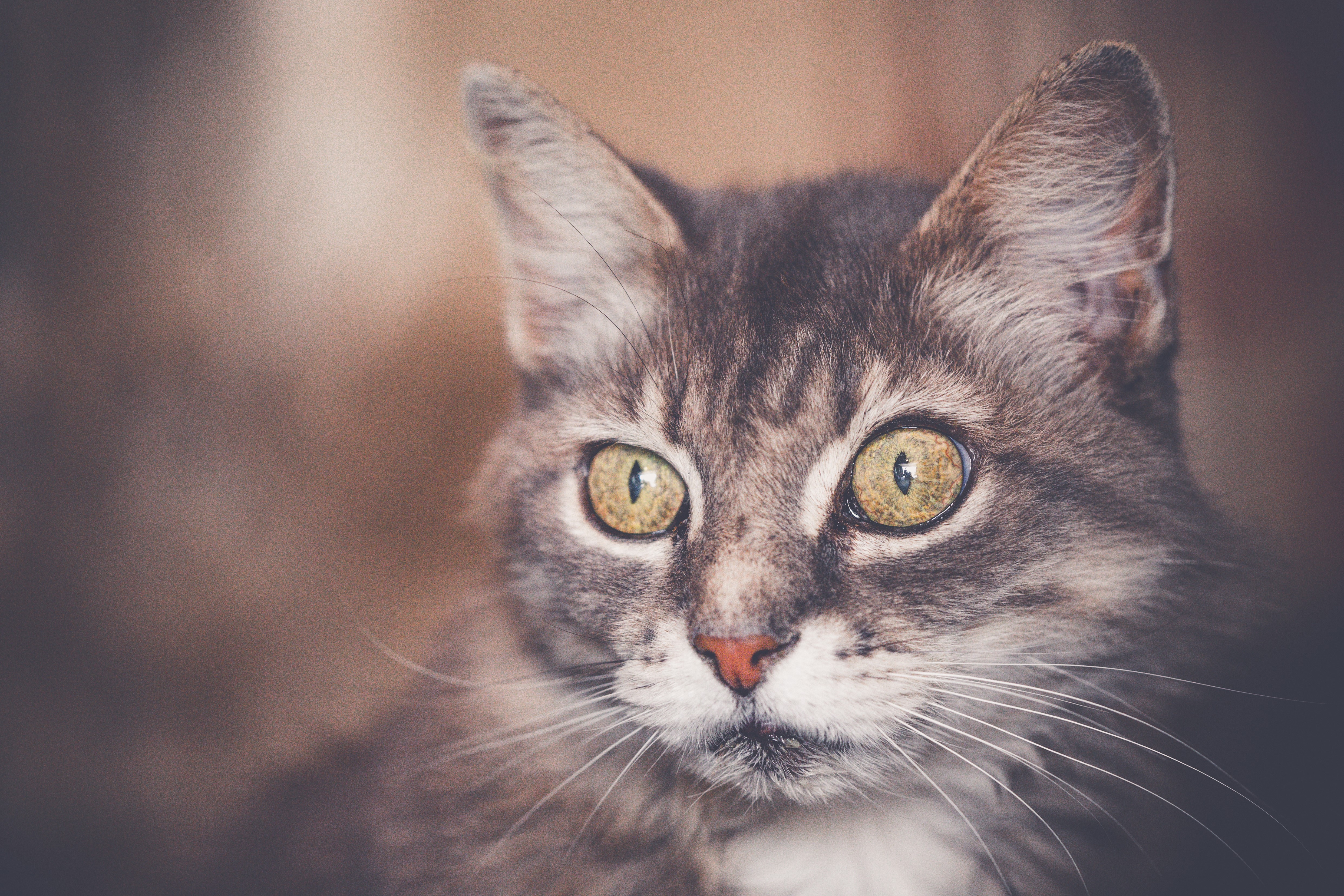 Close-up of a tabby cat's face HD Wallpaper