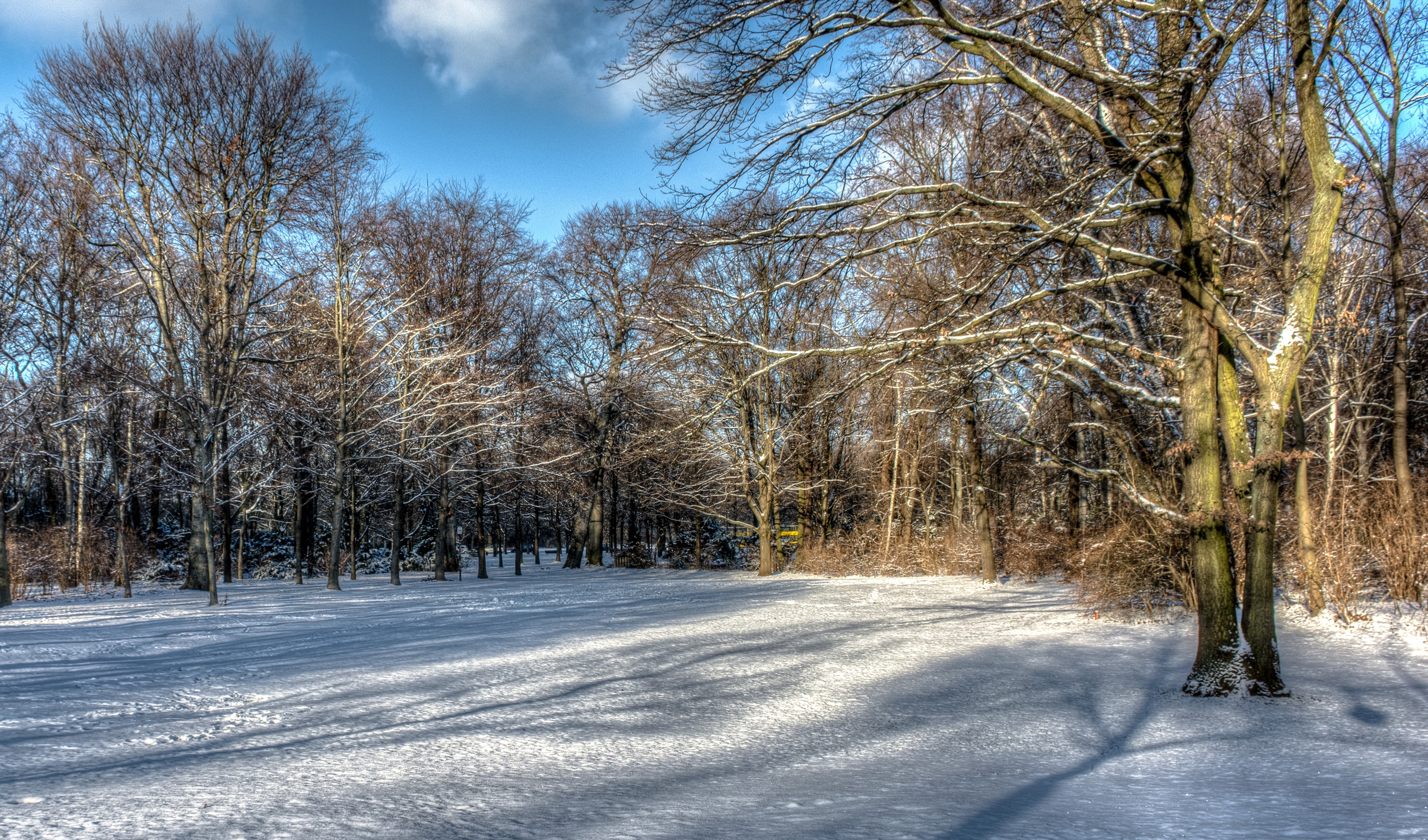 4K Winter Scene with Snow-Covered Trees HD Wallpaper