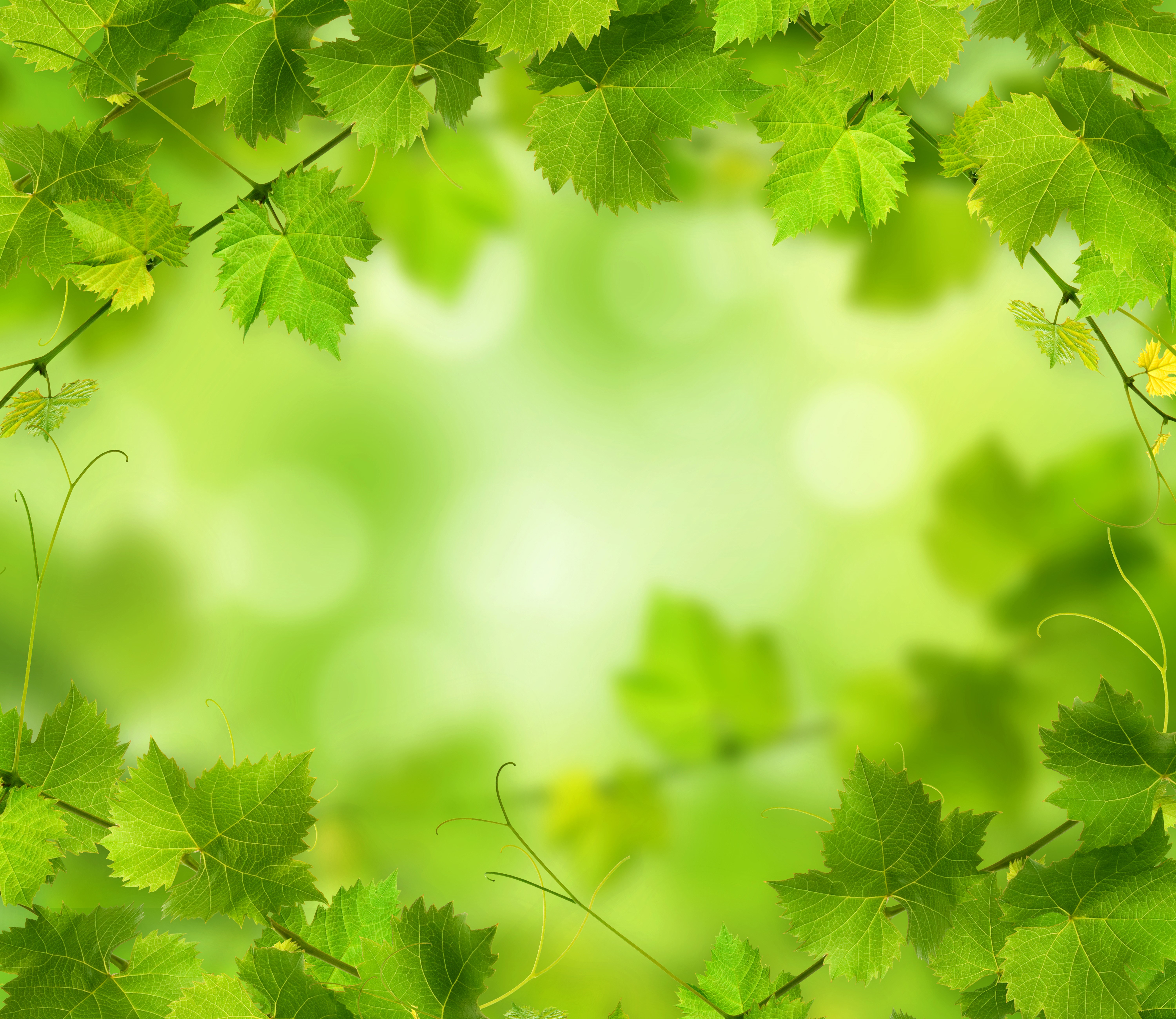 Green Foliage with Bokeh Background HD Wallpaper