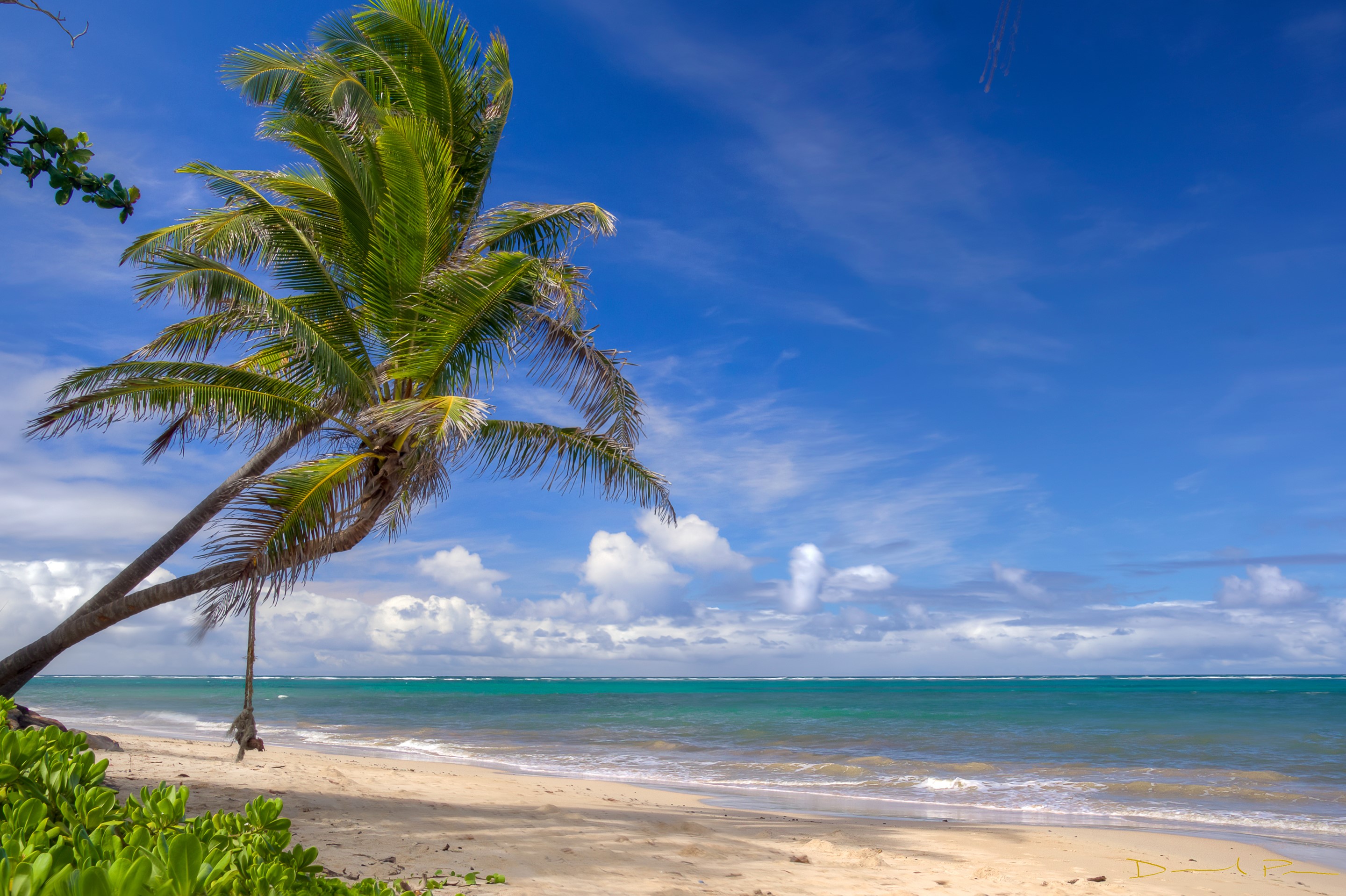 Palm tree with swing on a tropical beach HD Wallpaper
