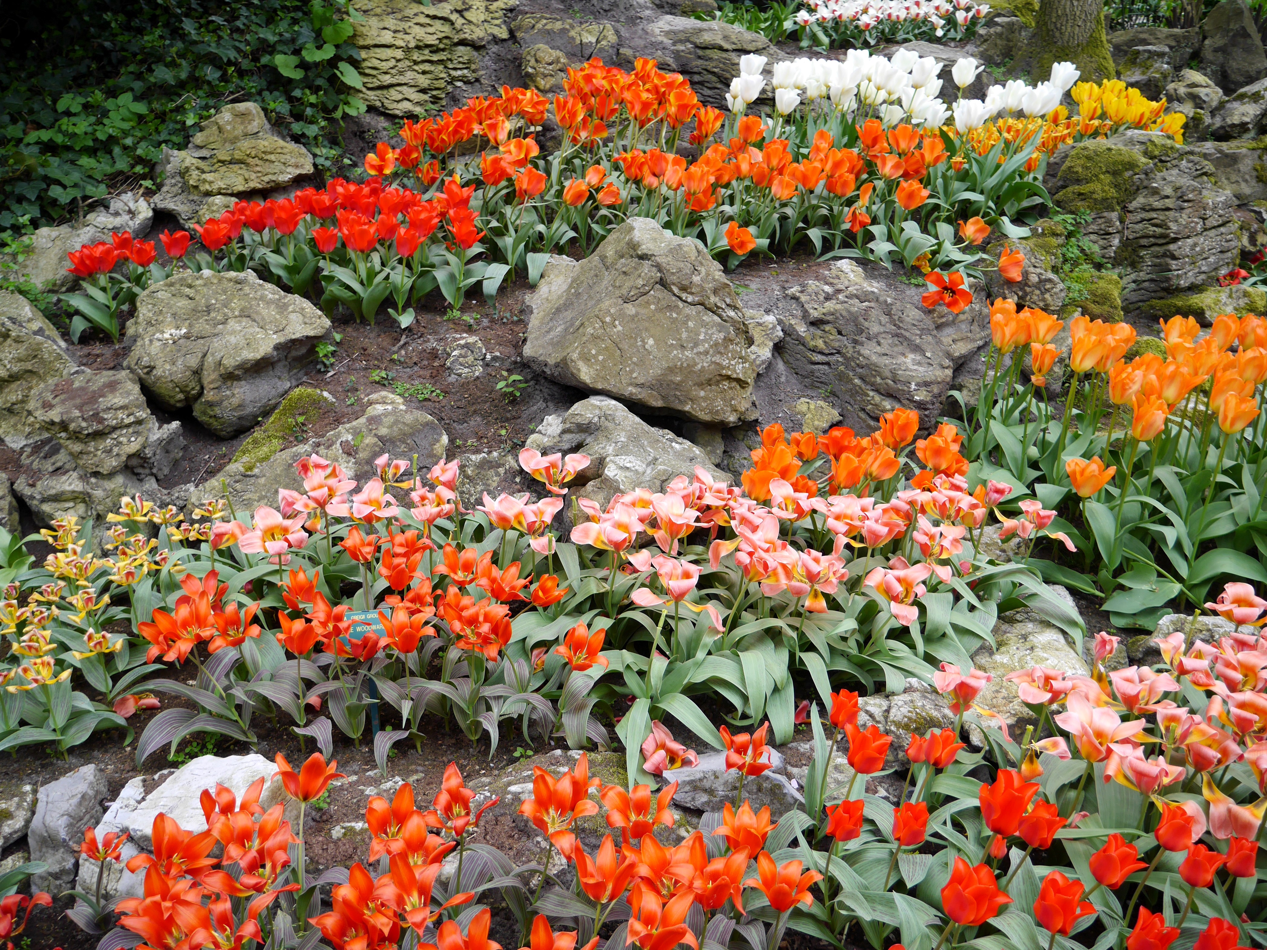 Tulips and Stones in Keukenhof Lisse, Netherlands HD Wallpaper