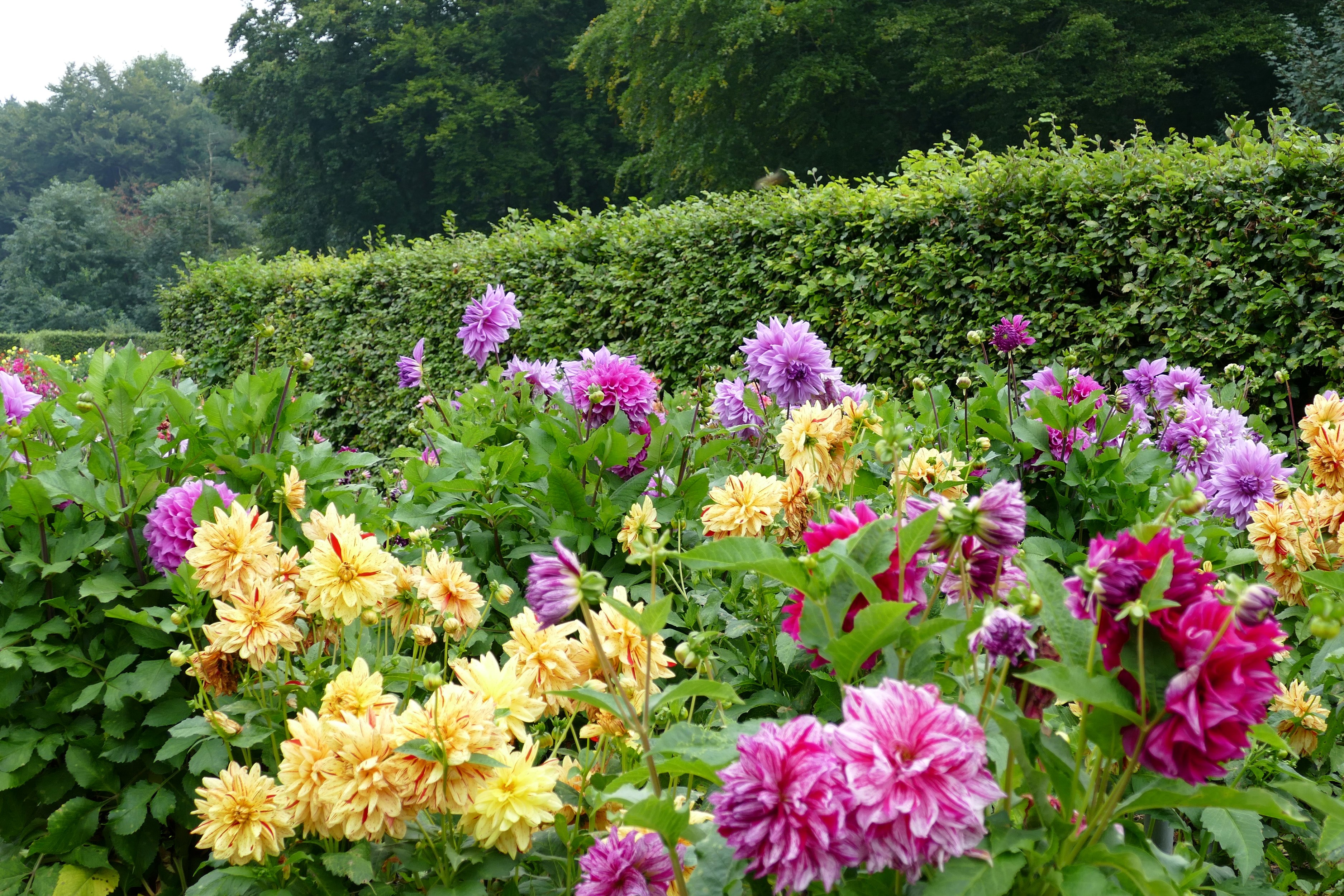 A garden bed filled with colorful dahlias HD Wallpaper