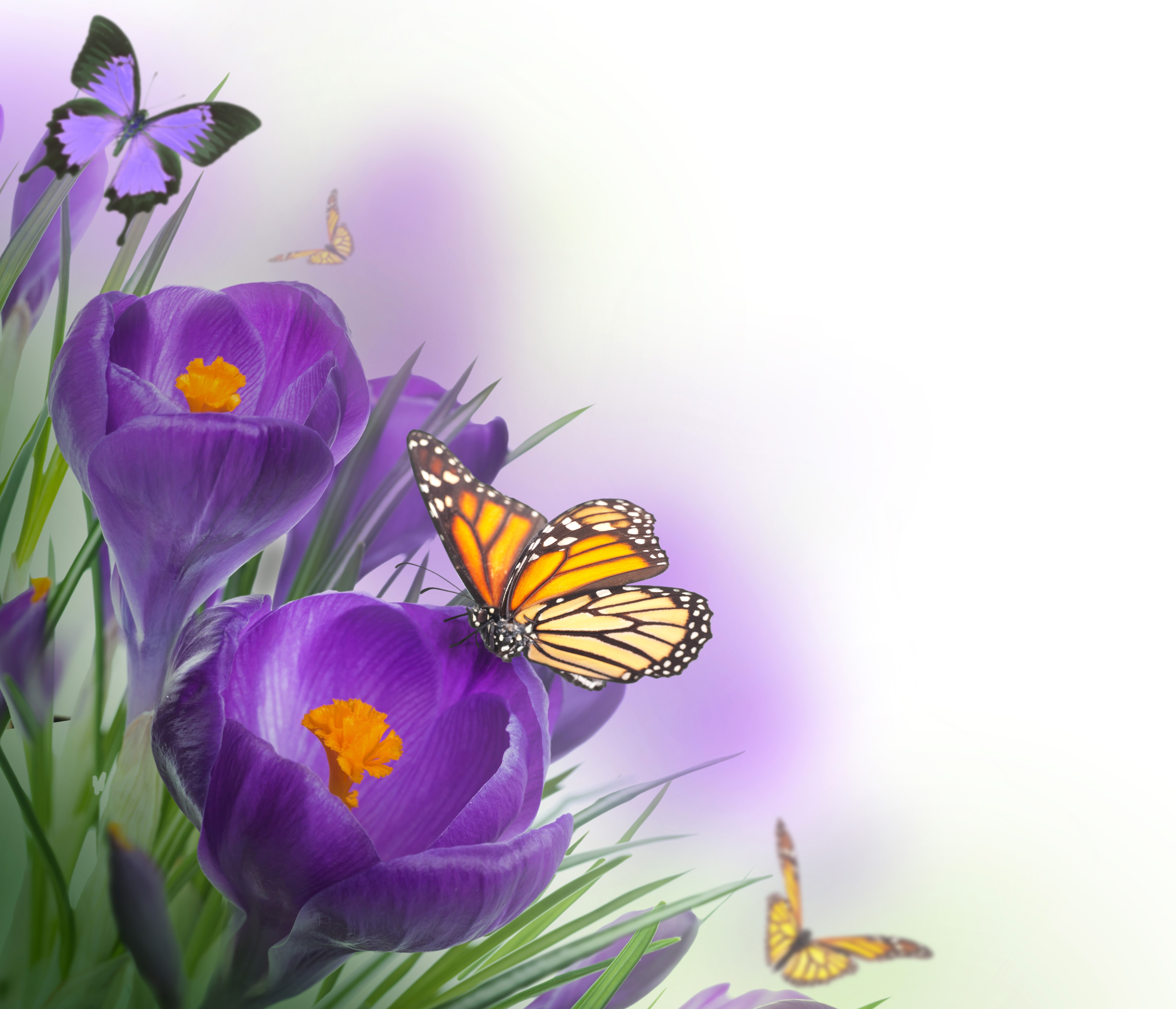 Purple crocuses with butterflies HD Wallpaper