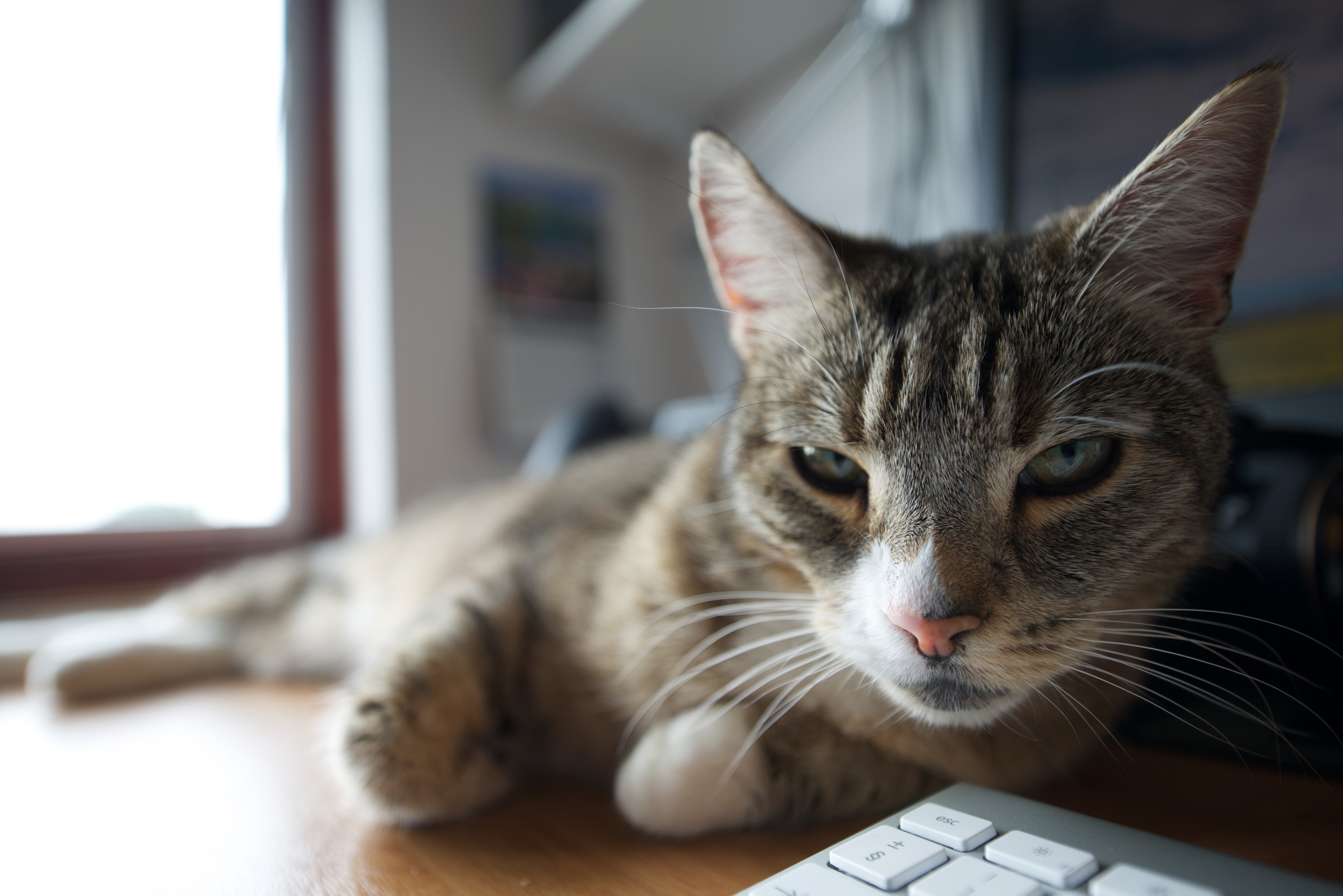 Tabby cat lying on a desk near a keyboard HD Wallpaper