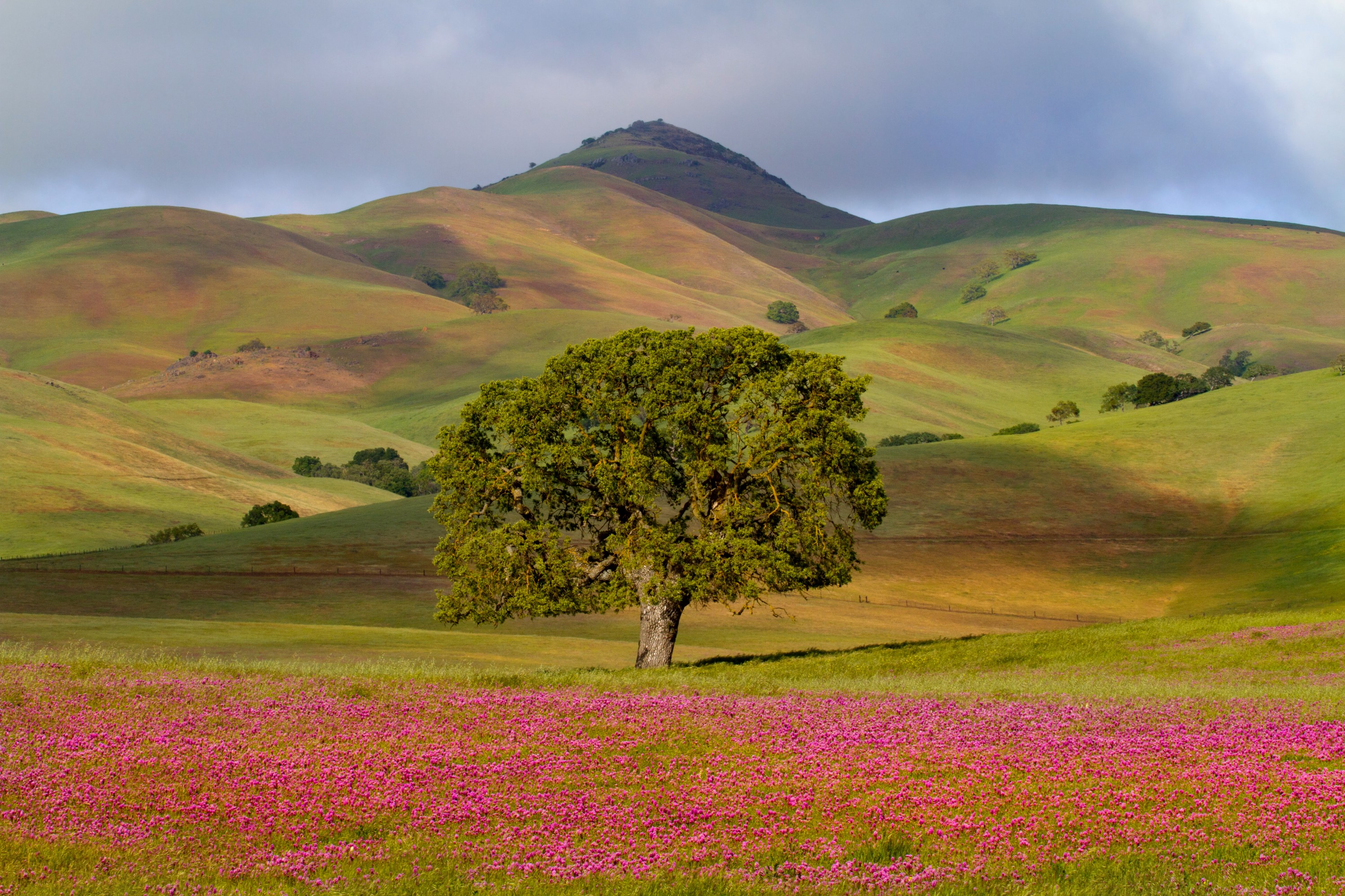 Oak tree in a field of pink wildflowers with rolling hills HD Wallpaper