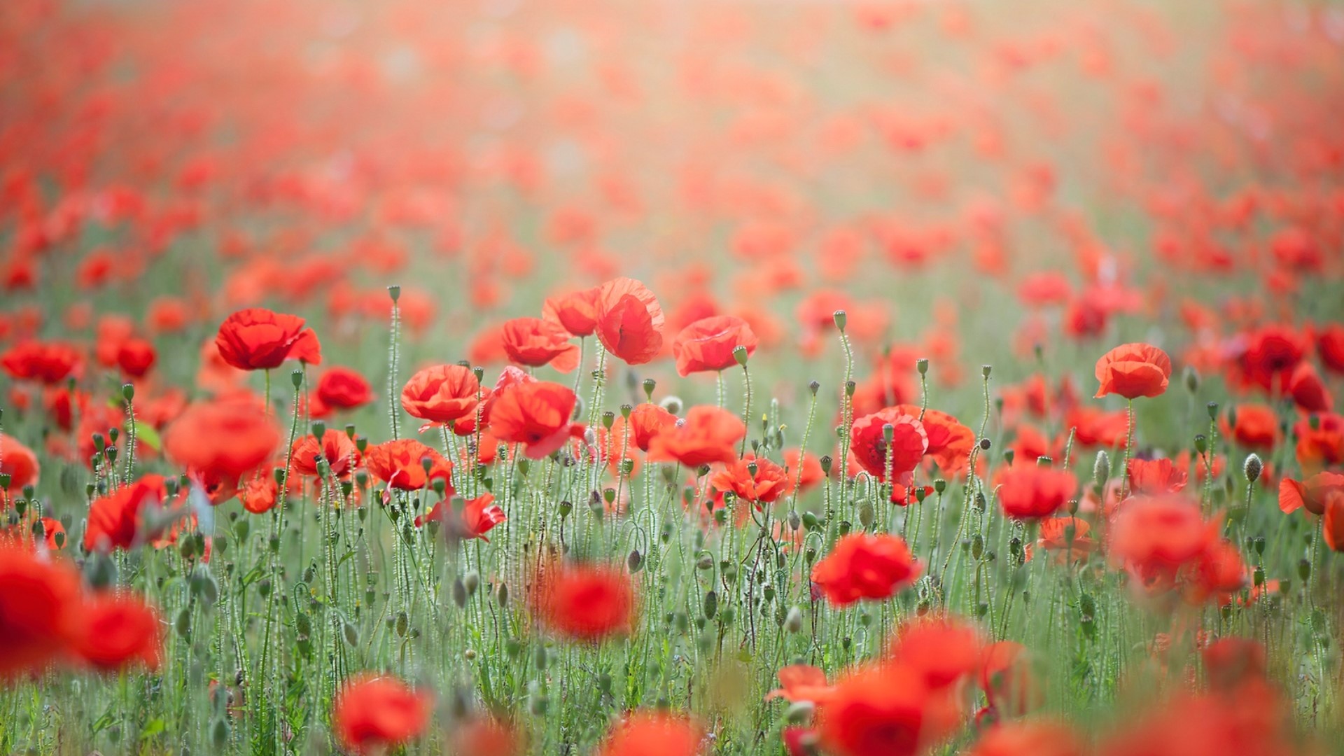Field of red poppies in bloom HD Wallpaper
