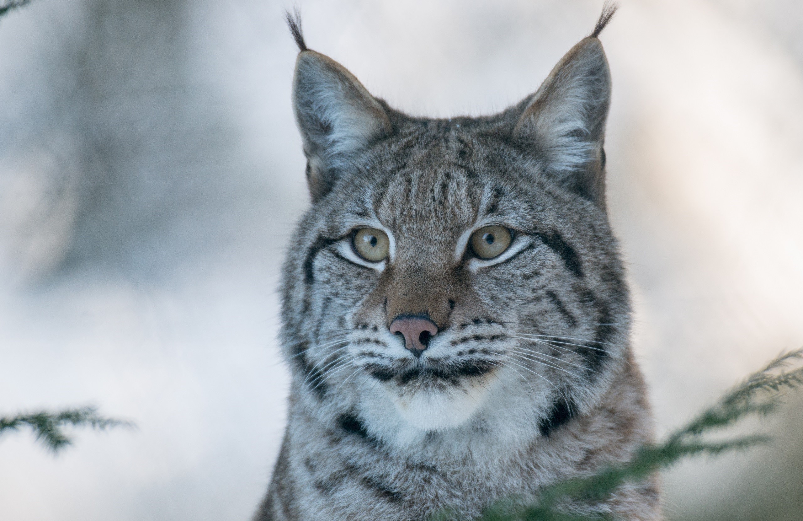 Lynx head looking to the side HD Wallpaper