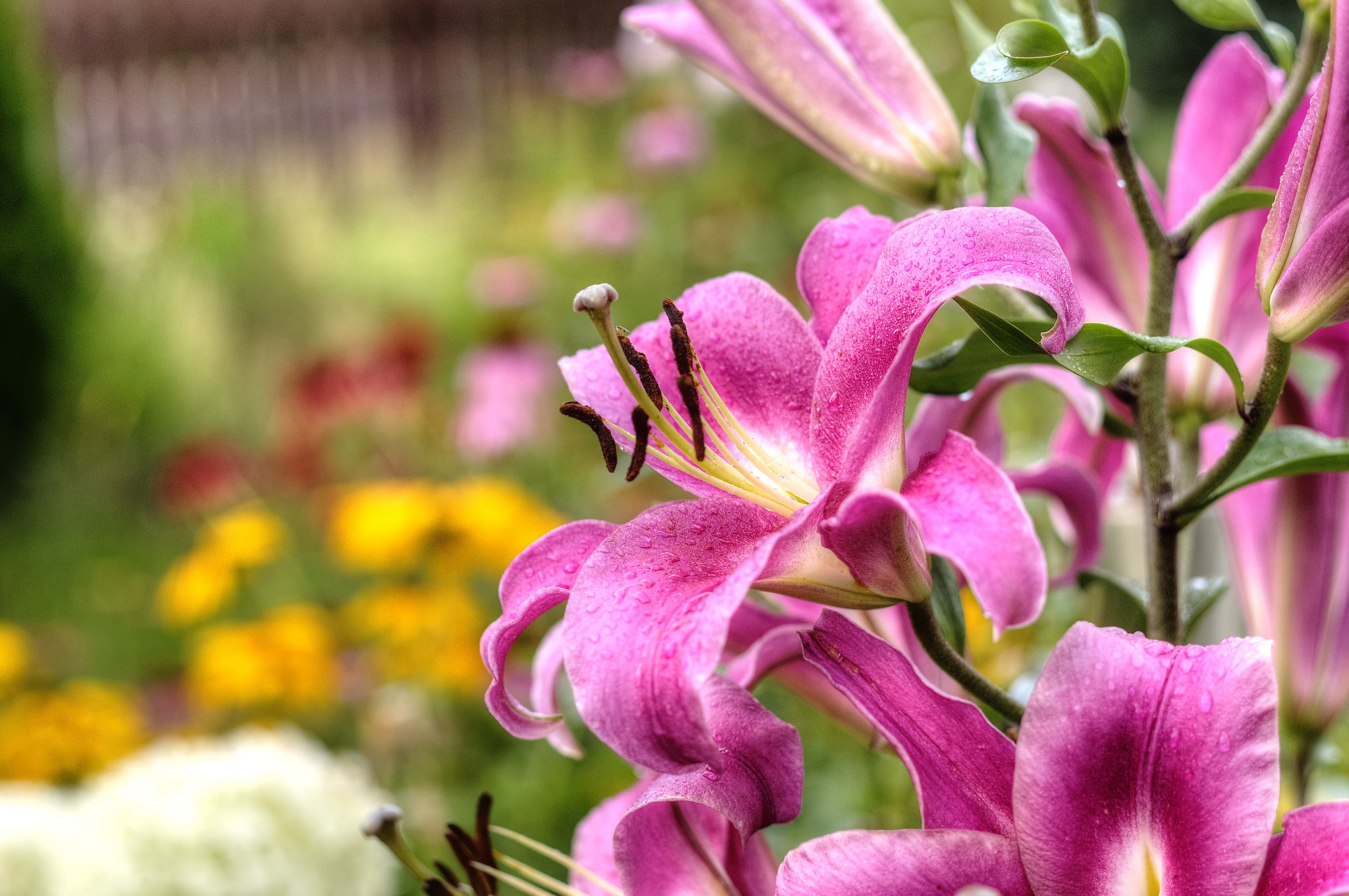 Pink lilies with water droplets in a garden HD Wallpaper