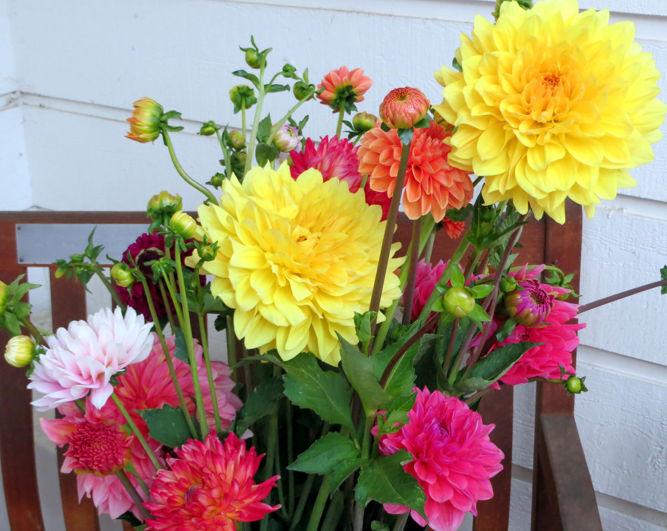 Bouquet of colorful dahlias on a wooden bench HD Wallpaper