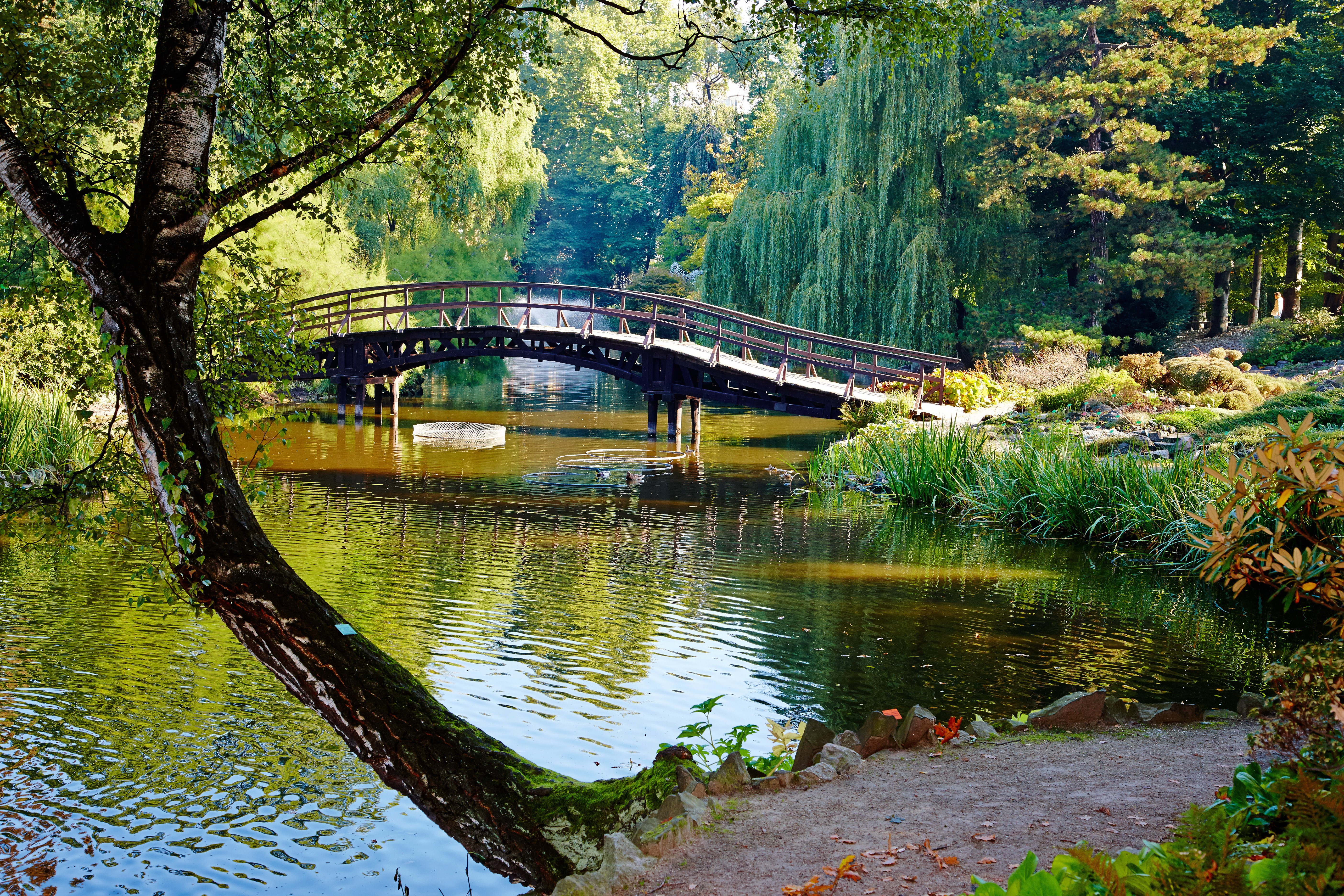 Park with a bridge over a river and trees HD Wallpaper