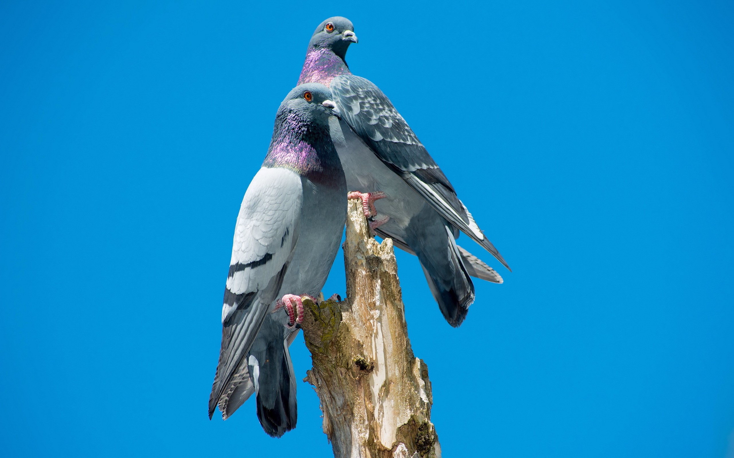 Two pigeons perched on a dead tree stump HD Wallpaper
